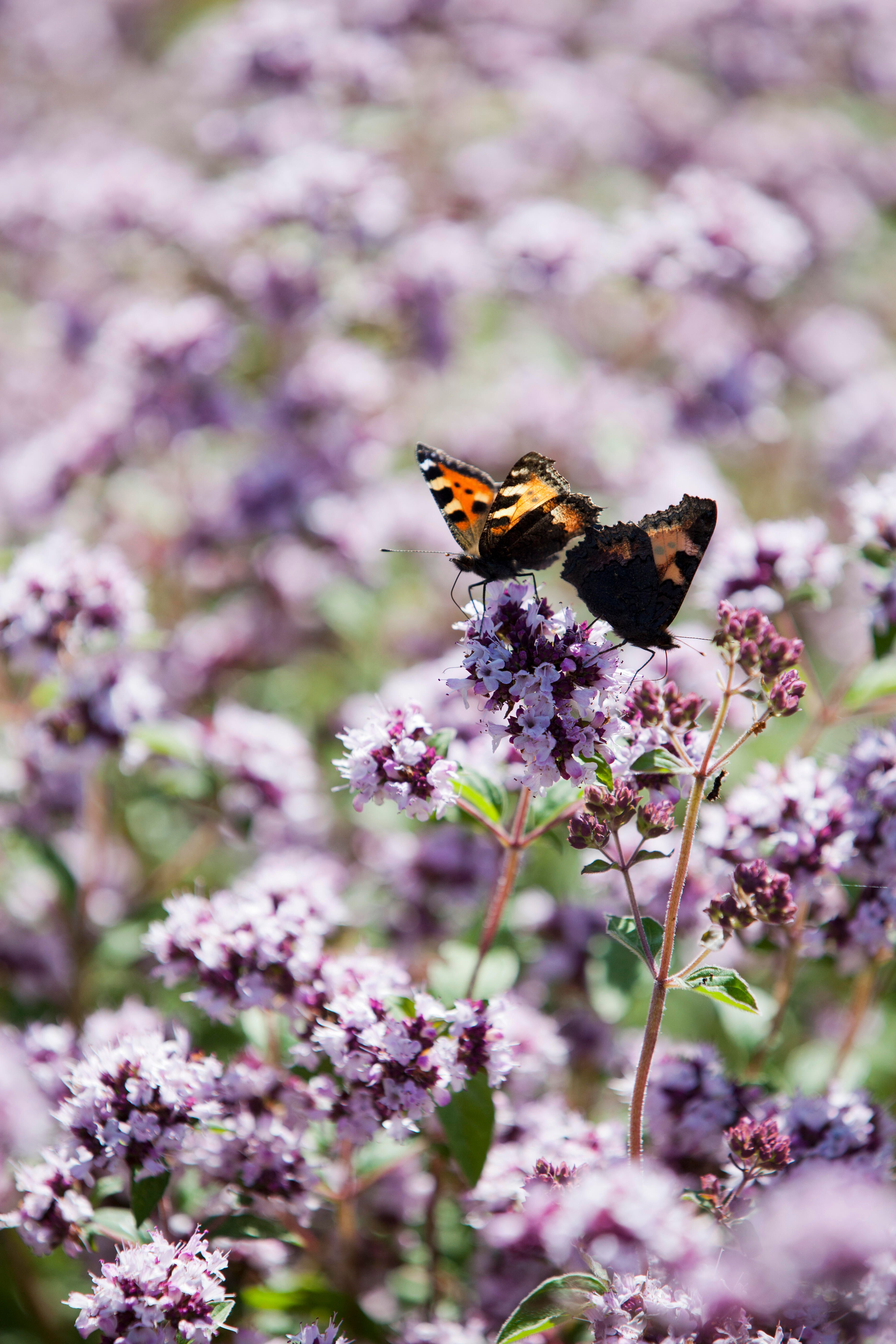 Oregano, Vild merian 1