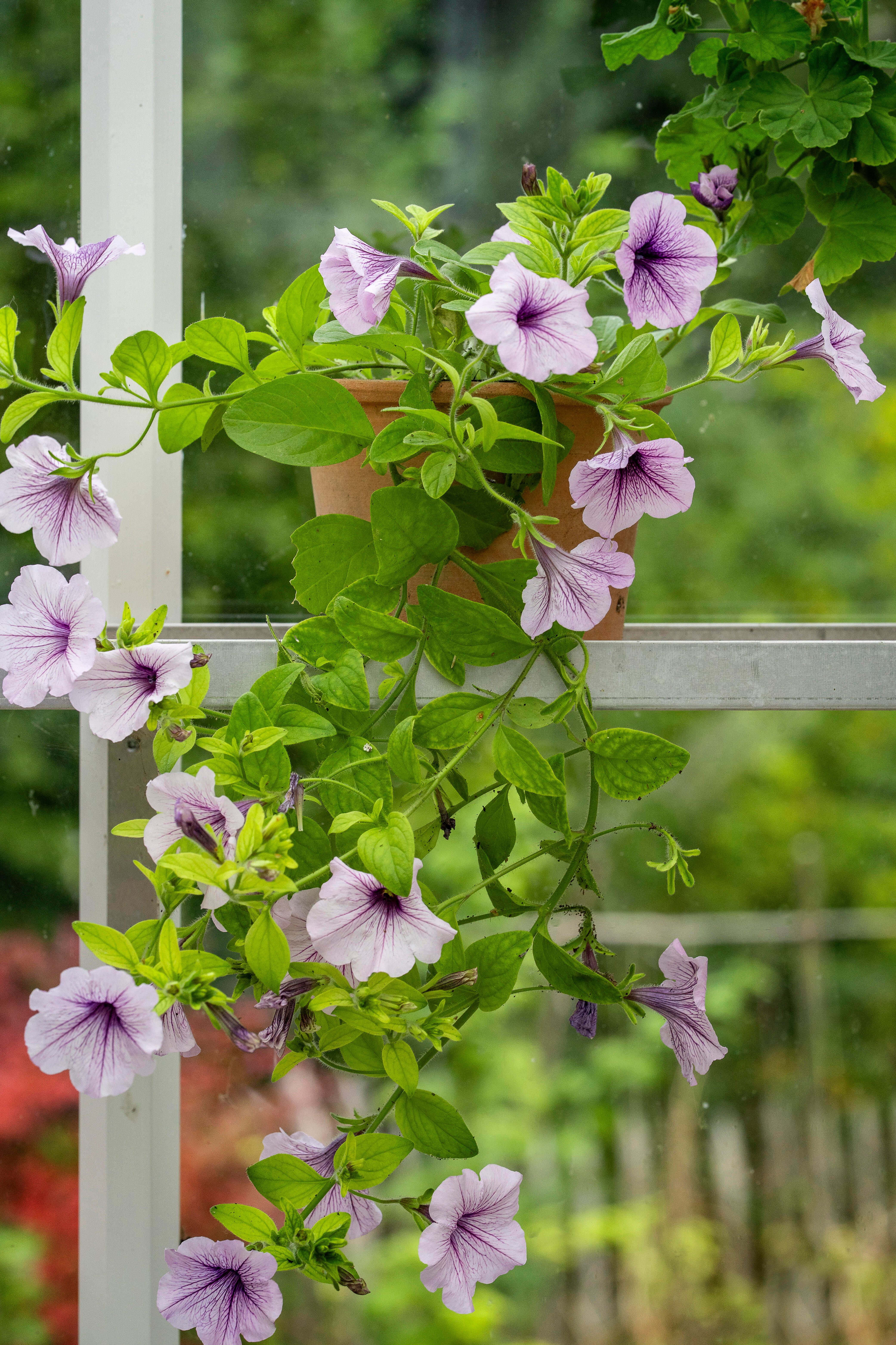 Petunia 2