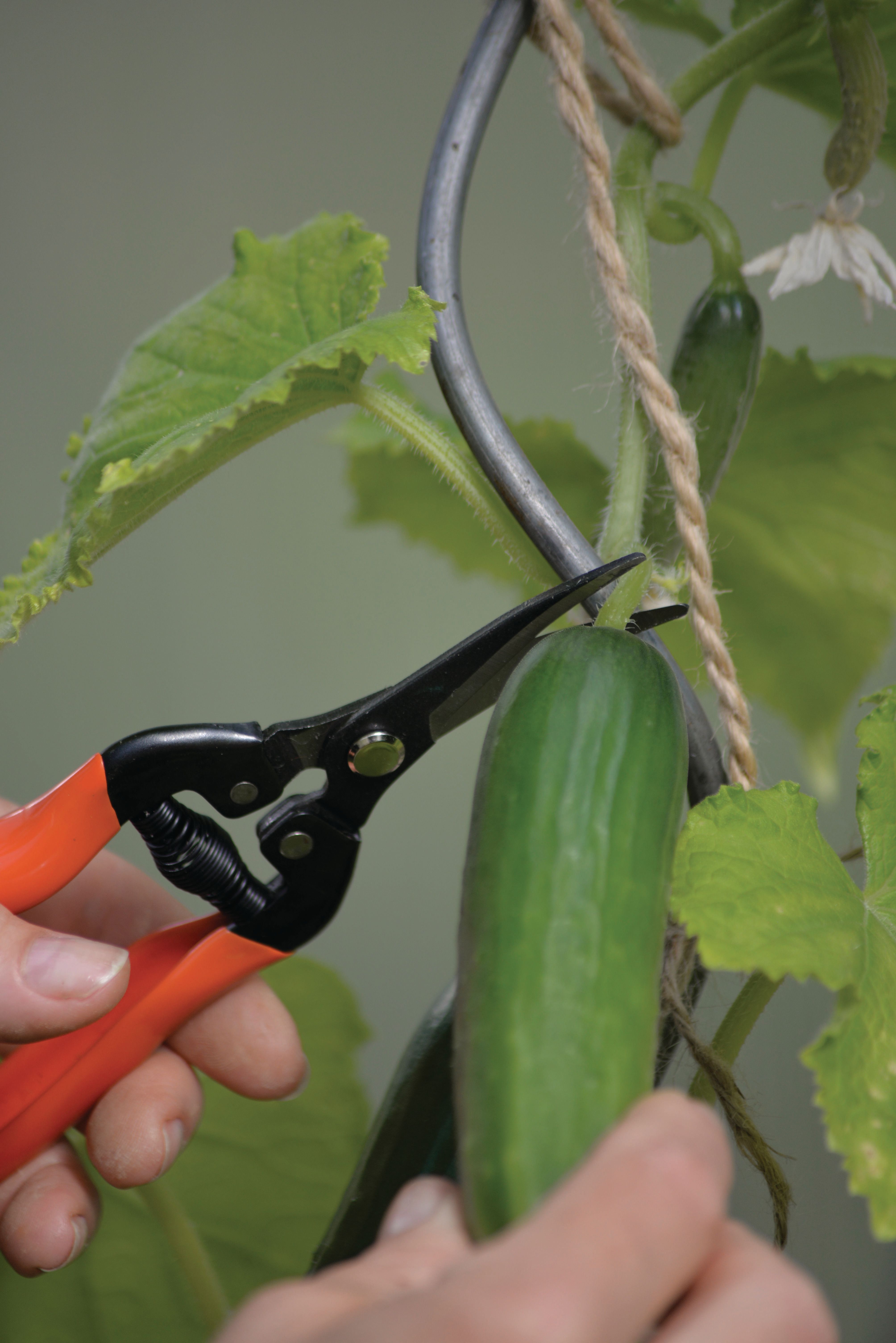 Skördesax Curved Blade 3