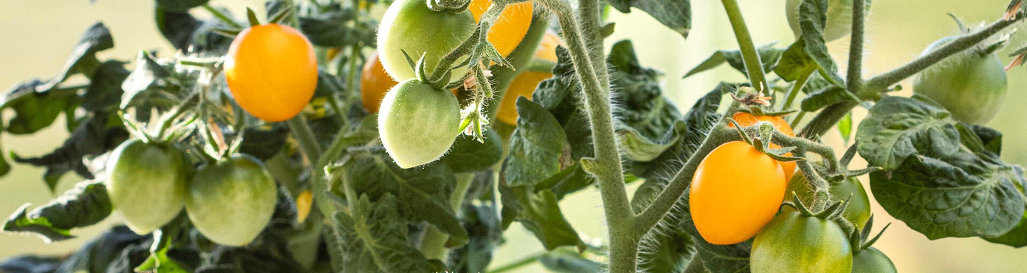 Tomatfröer för hydroponisk odling