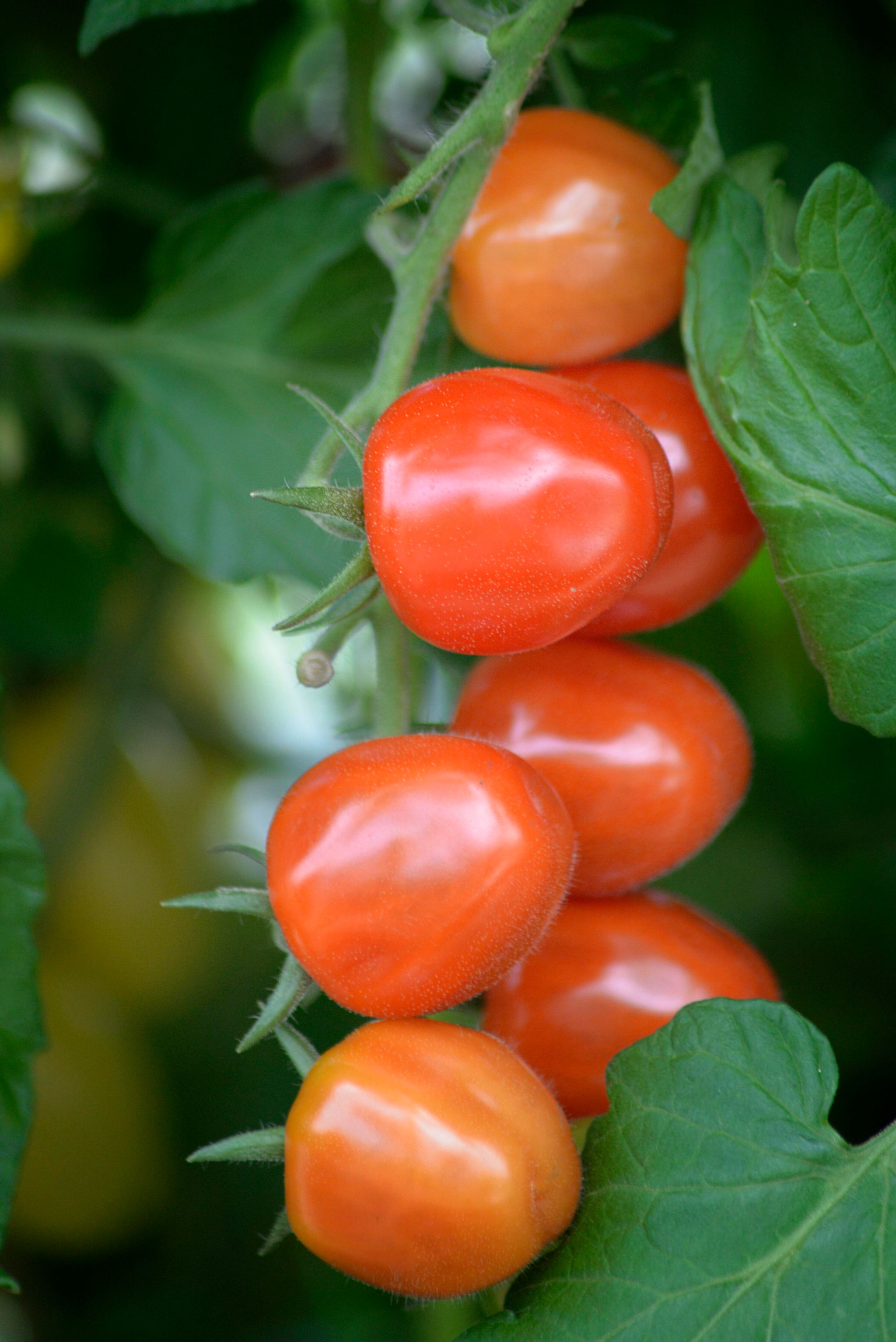 Cherrytomat