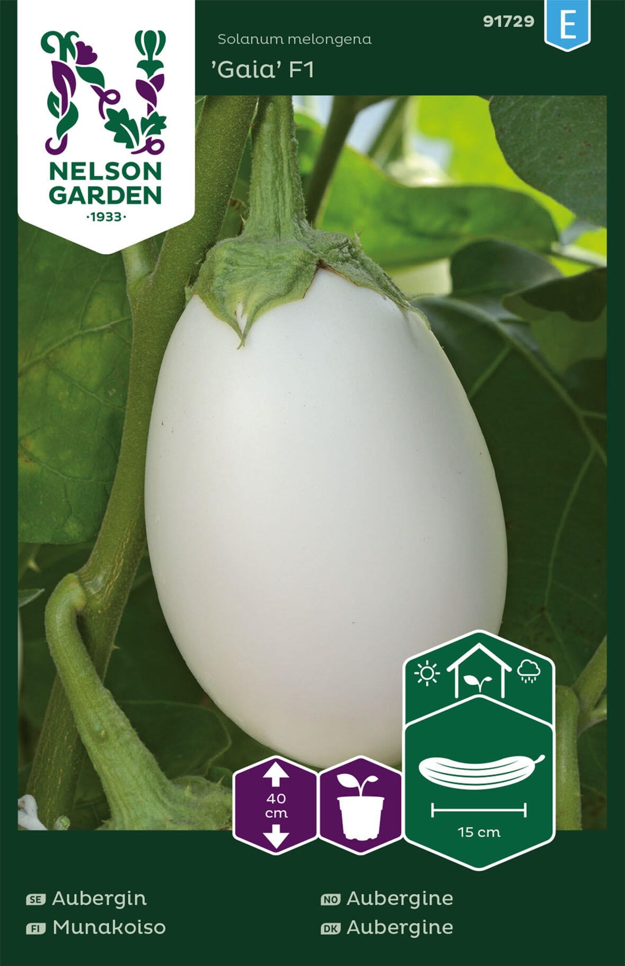 Aubergine