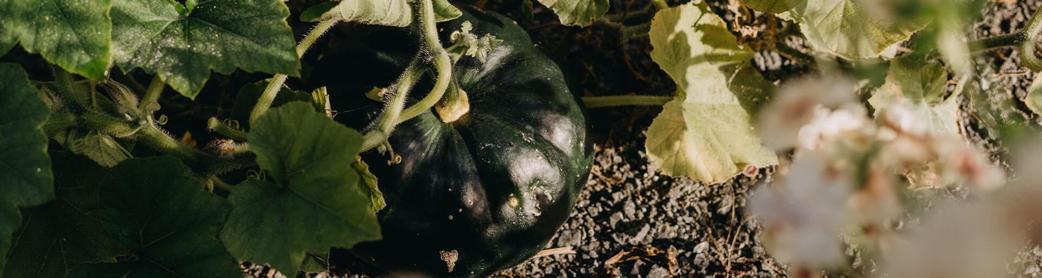 Gresskar og squash