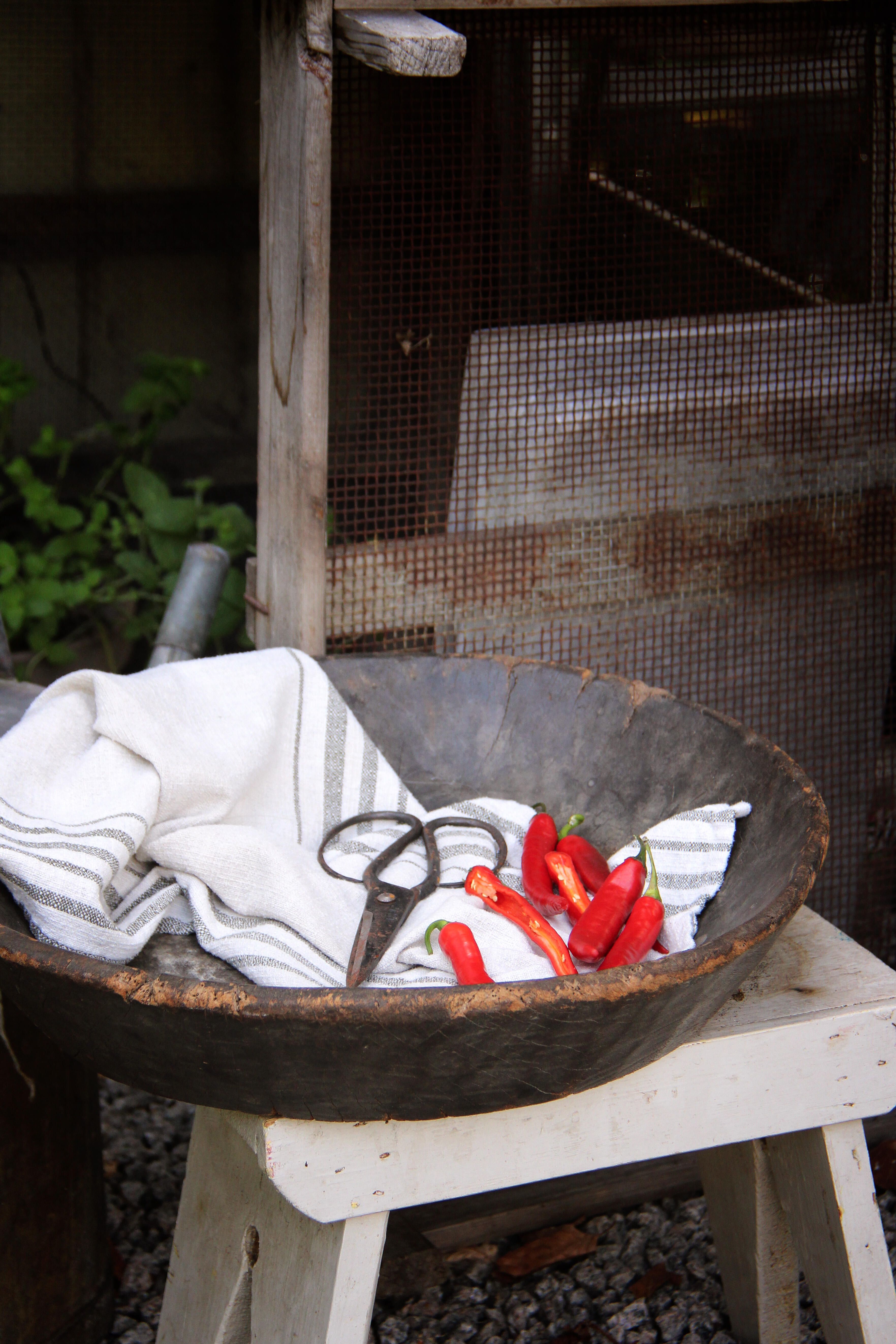 Chilipepper 3