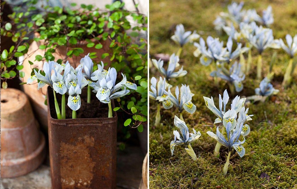 Smålökar för insekter – tidiga blommor för nyvakna pollinerare