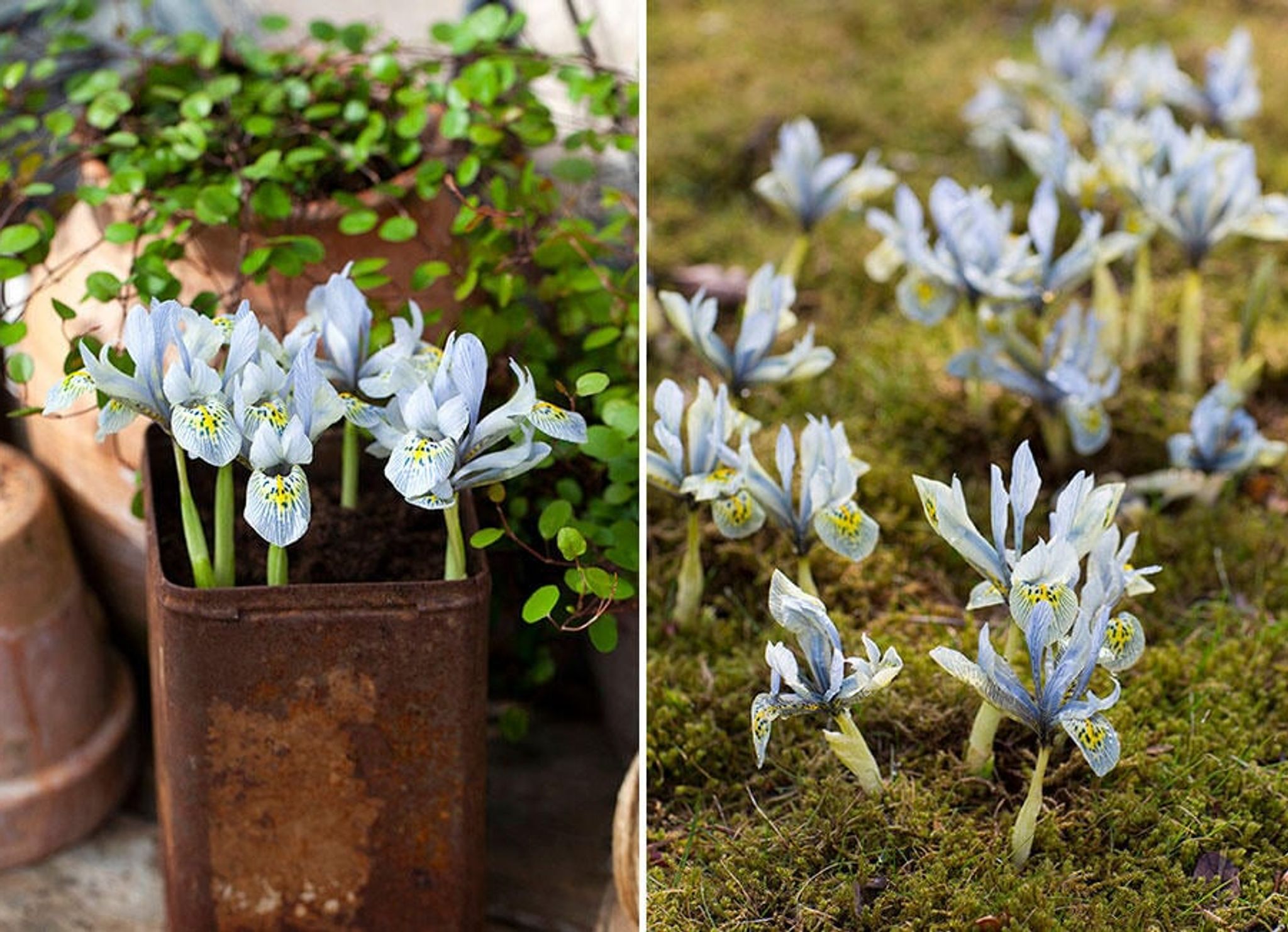 Smålökar för insekter – tidiga blommor för nyvakna pollinerare