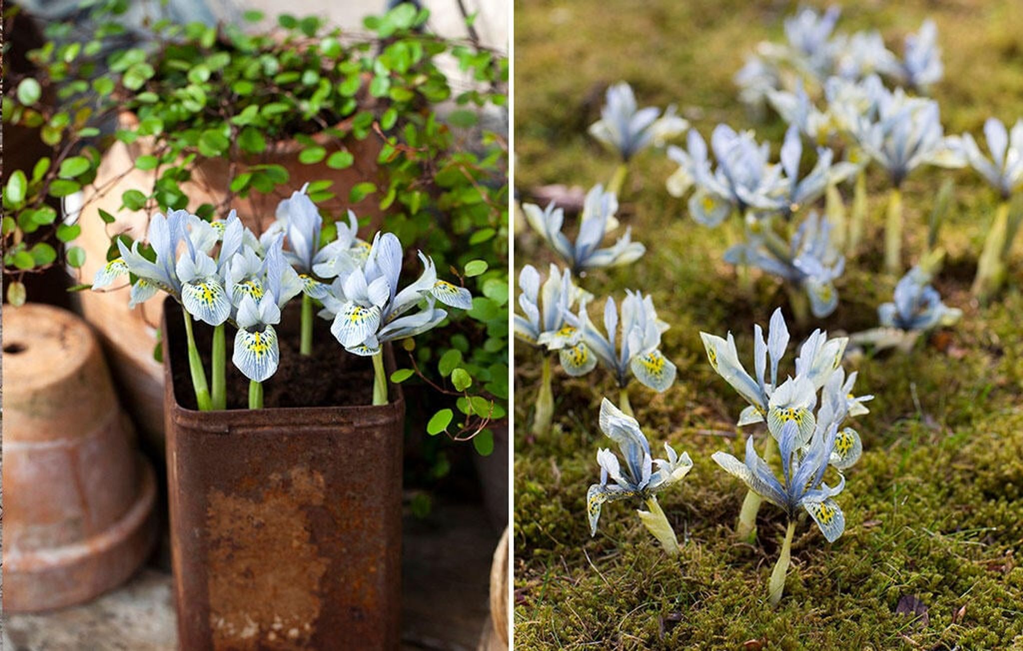 Smålökar för insekter – tidiga blommor för nyvakna pollinerare