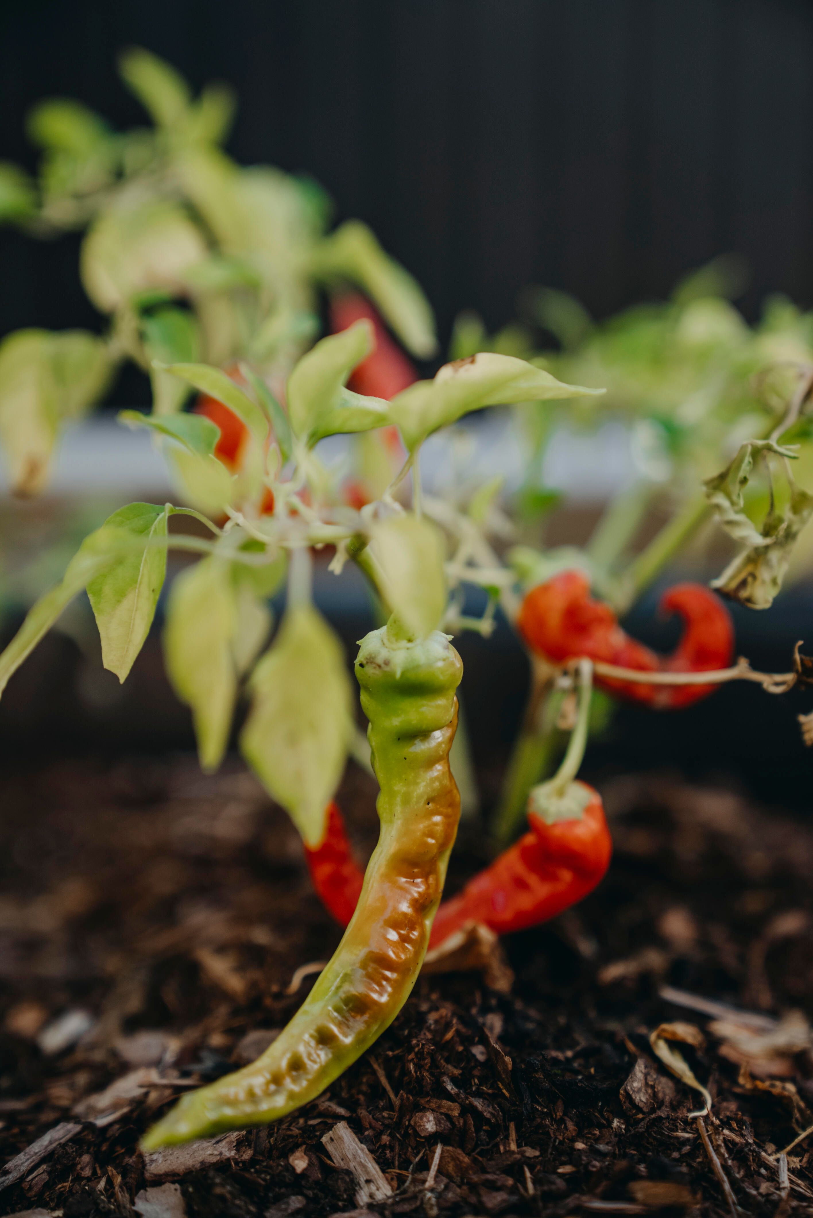 Chilipeber 1