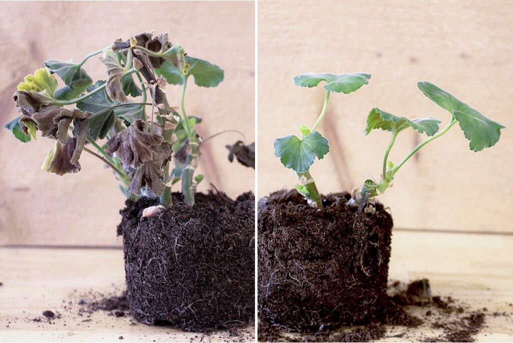 Väck pelargonerna till liv efter vintern