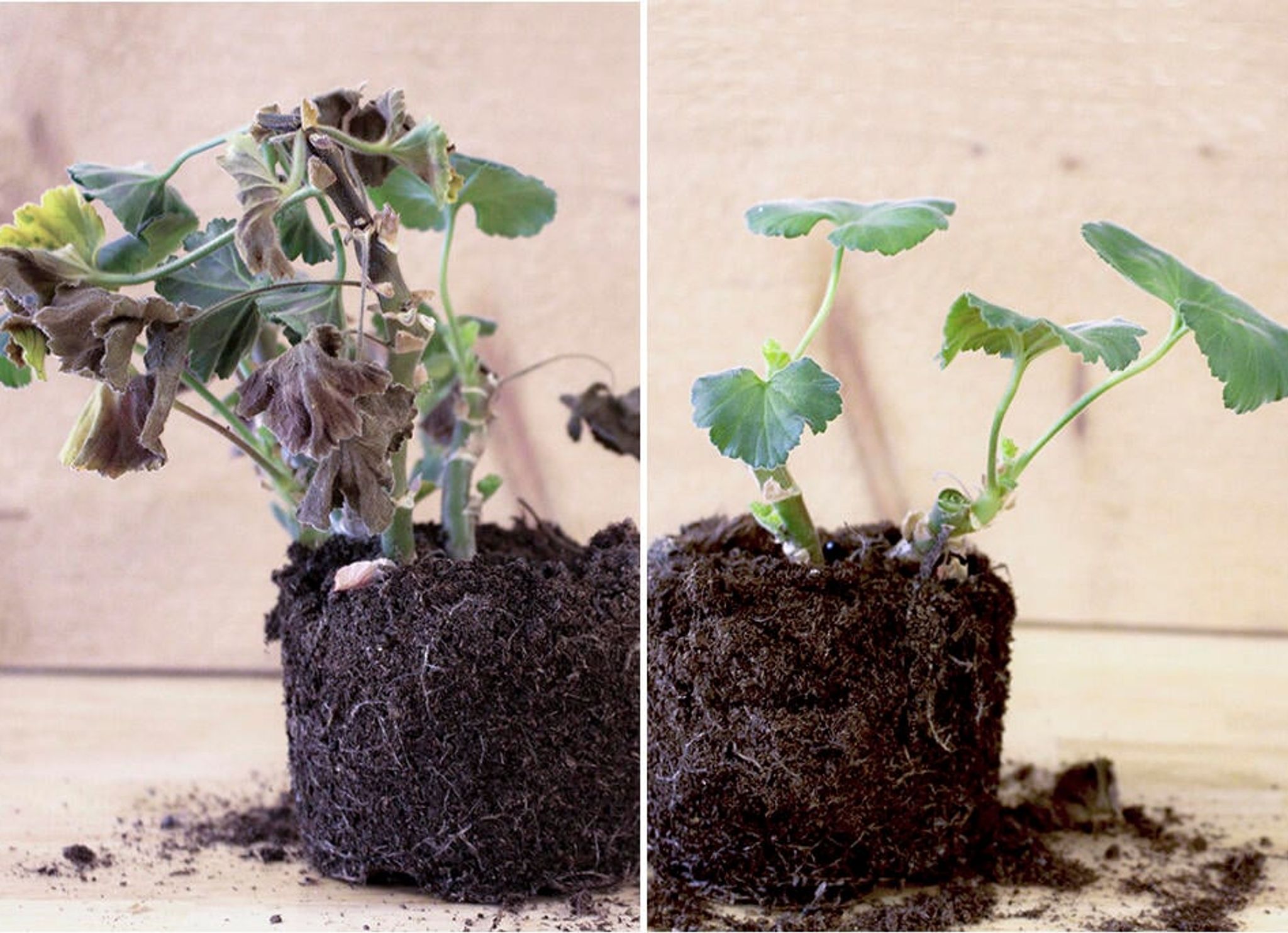 Väck pelargonerna till liv efter vintern