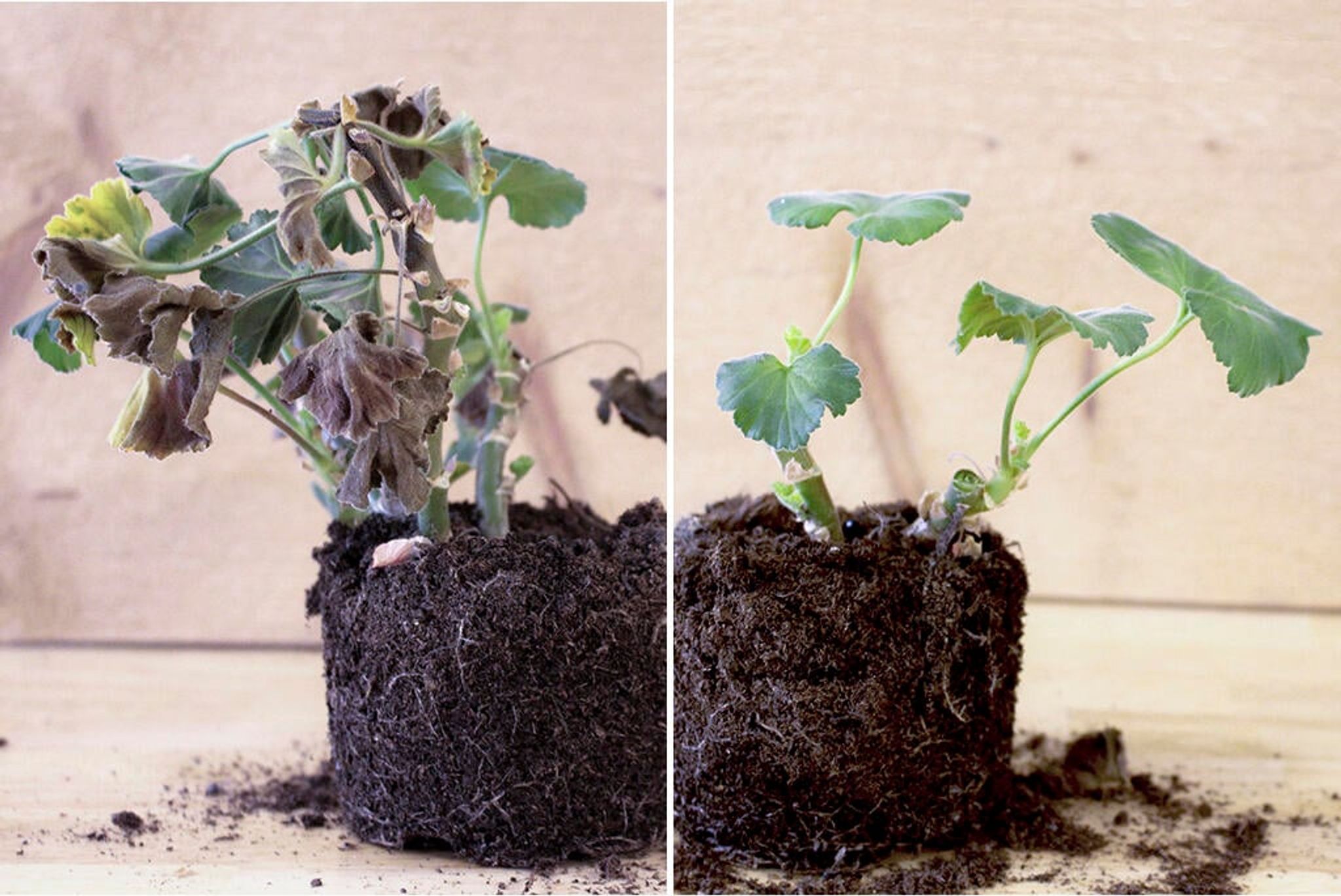 Vekk pelargoniaene til liv etter vinteren