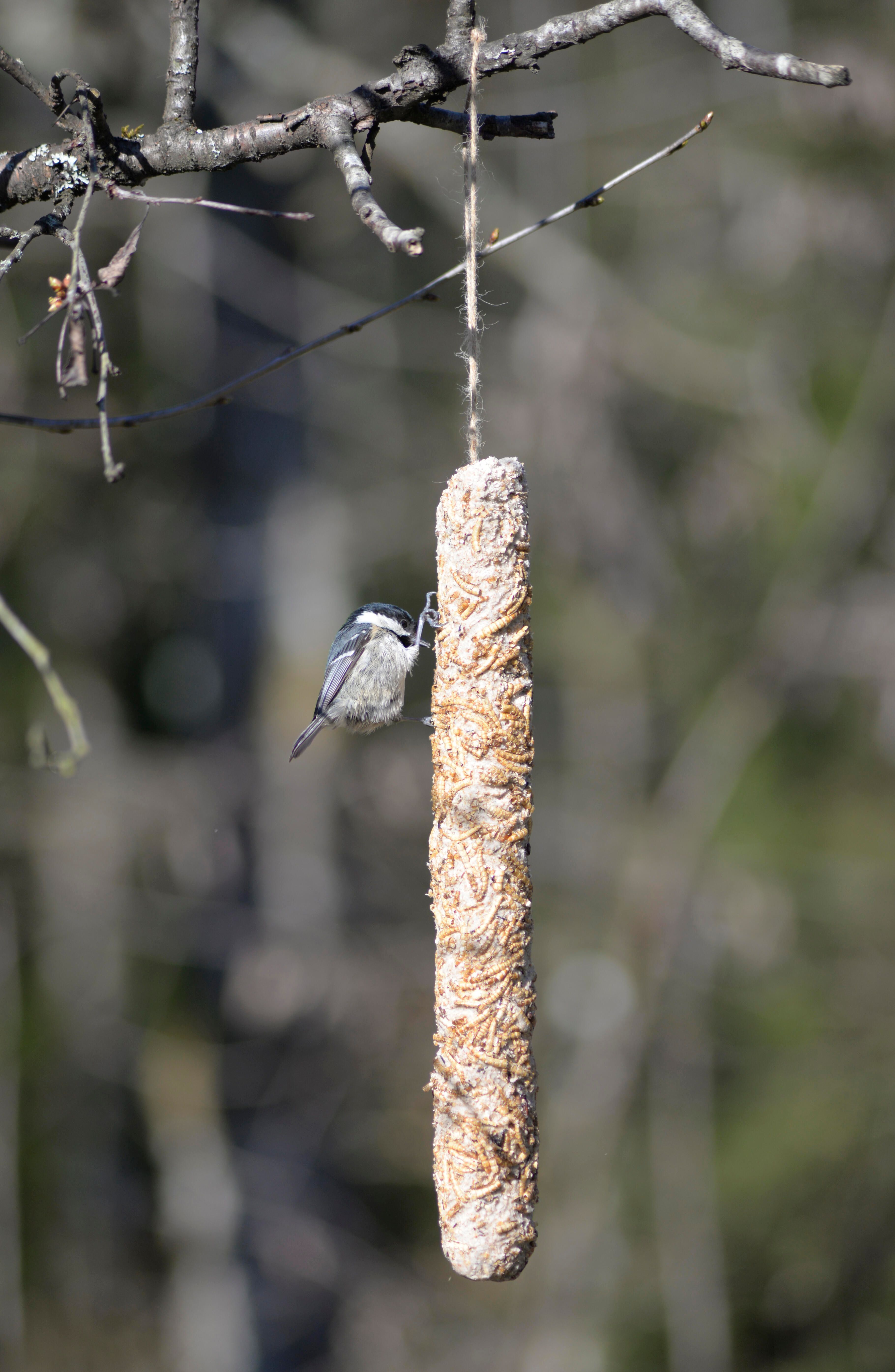 Fedtstav med melorm 3