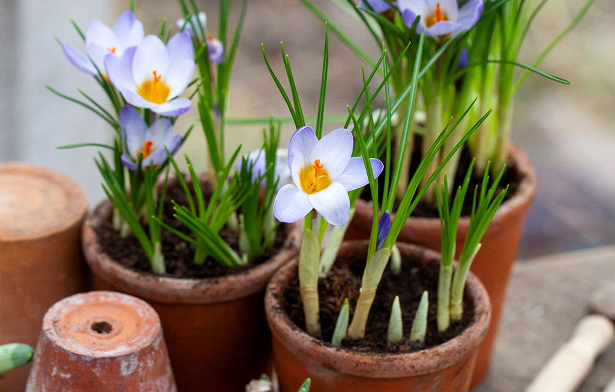 Krokus