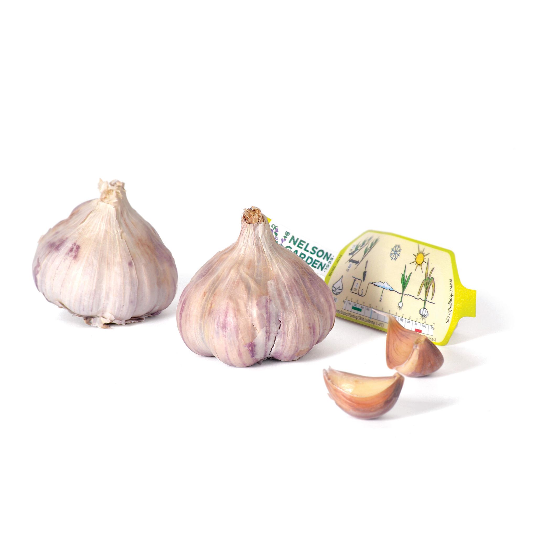 Hvidløg