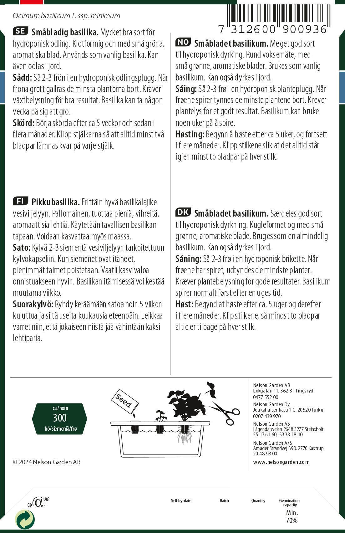 Småbladet basilikum 3