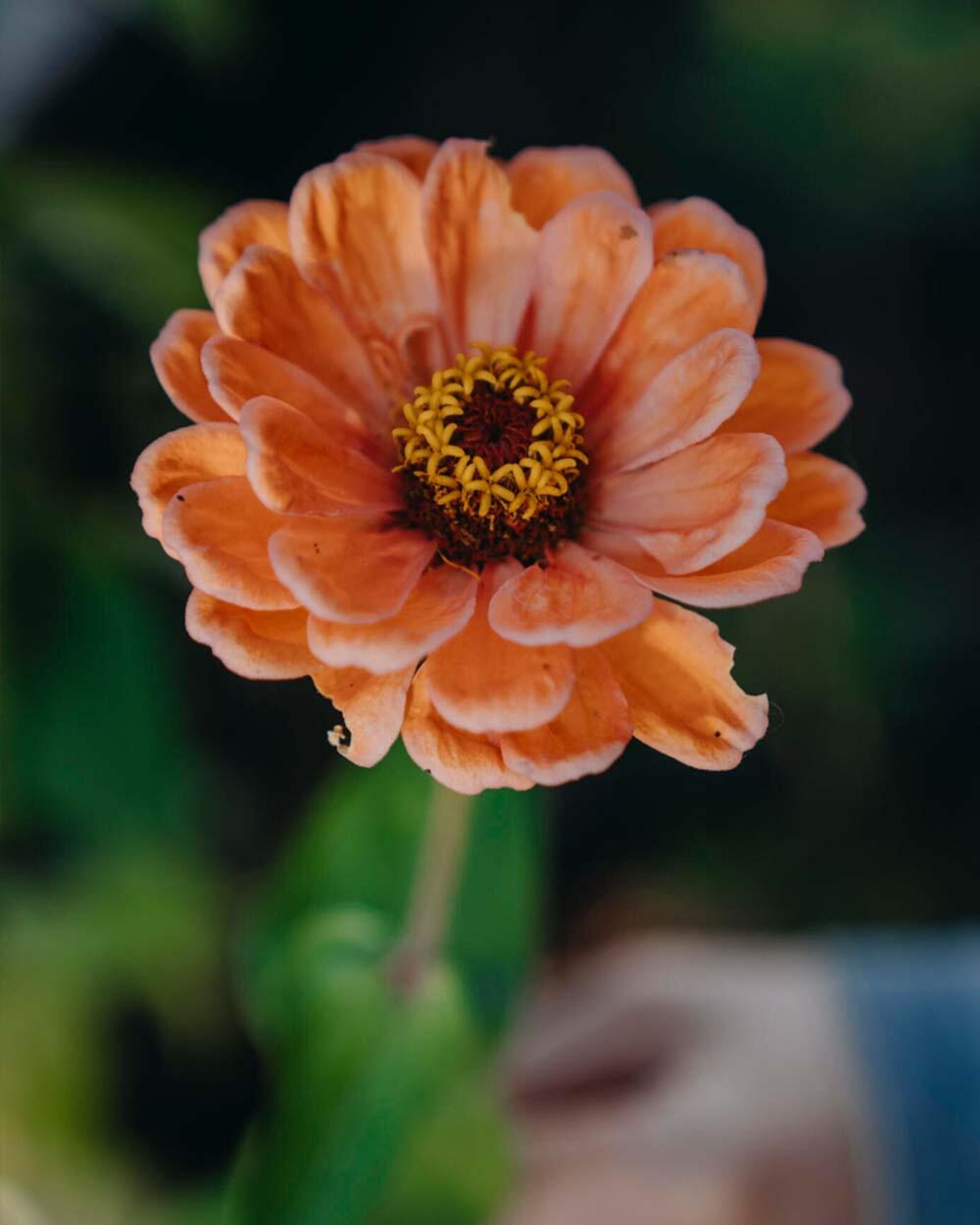 Zinnia