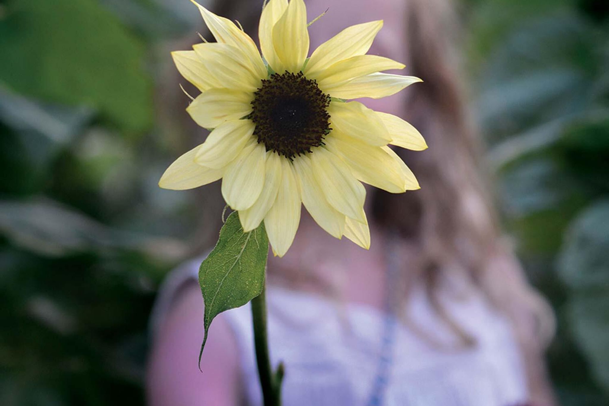 Finn favorittblomstene dine