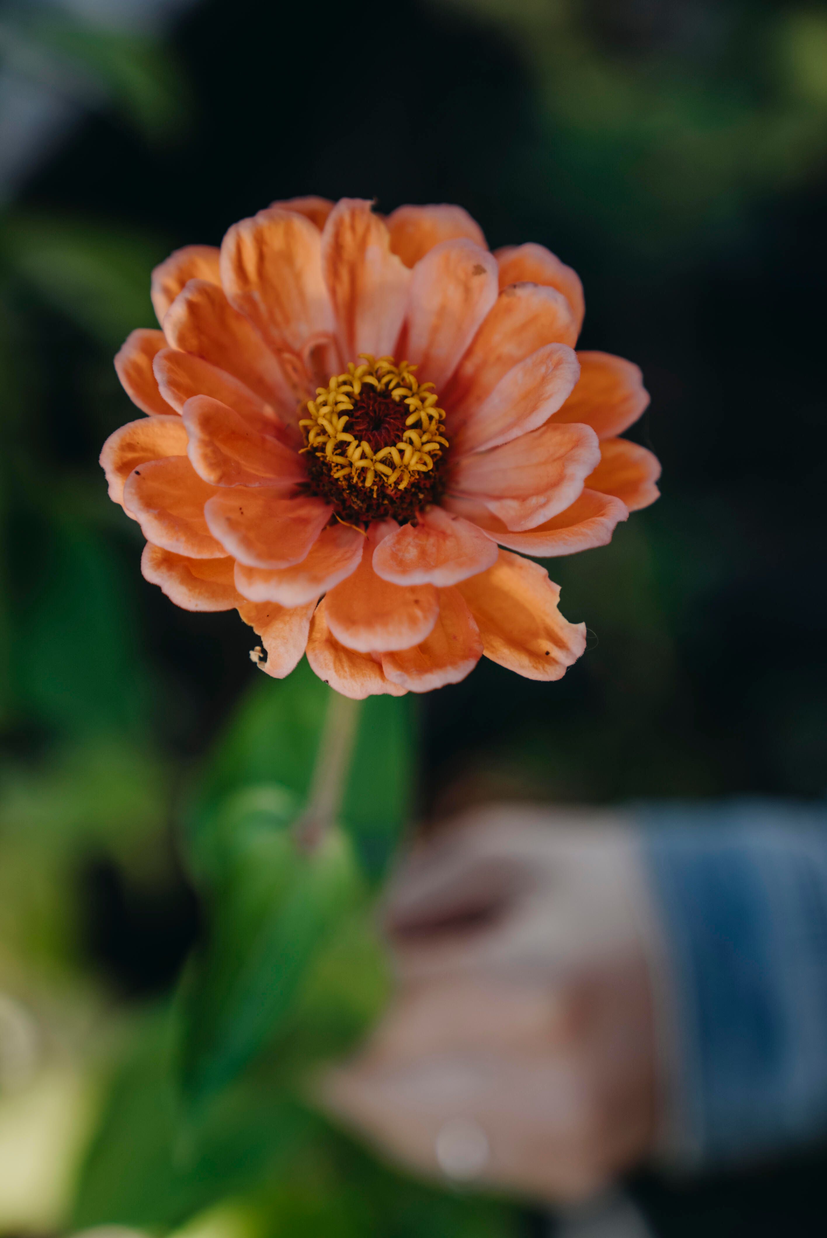 Zinnia 1
