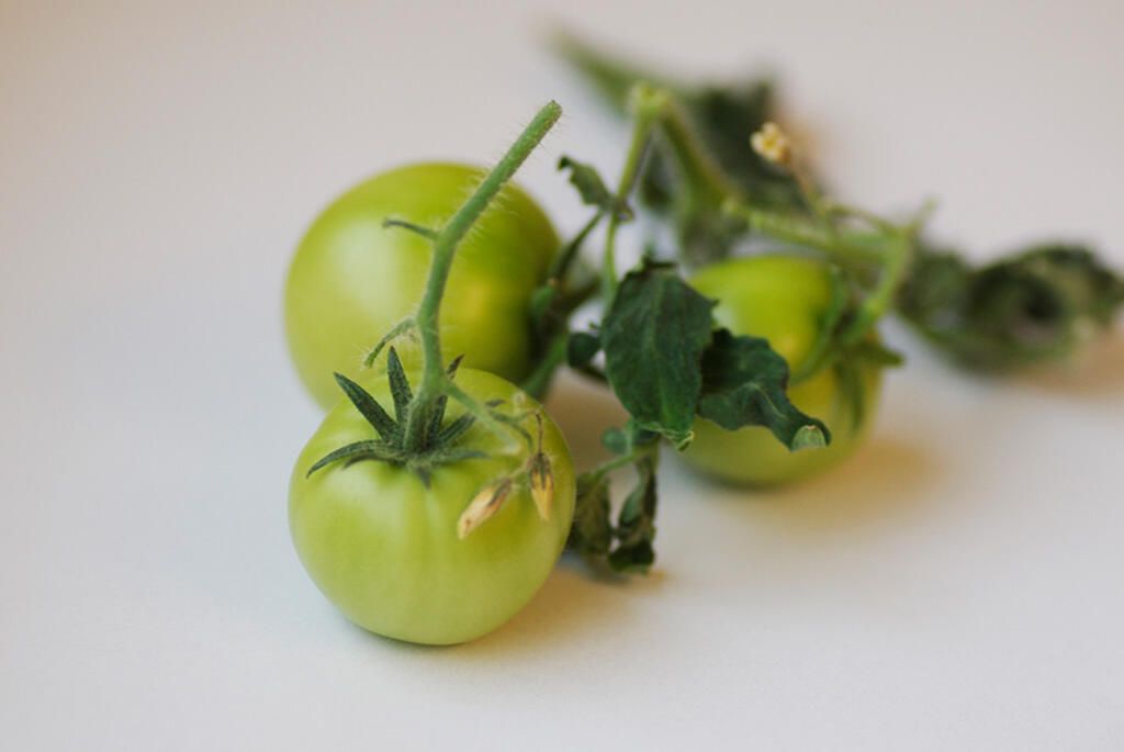 Oppbevar tomatene dine