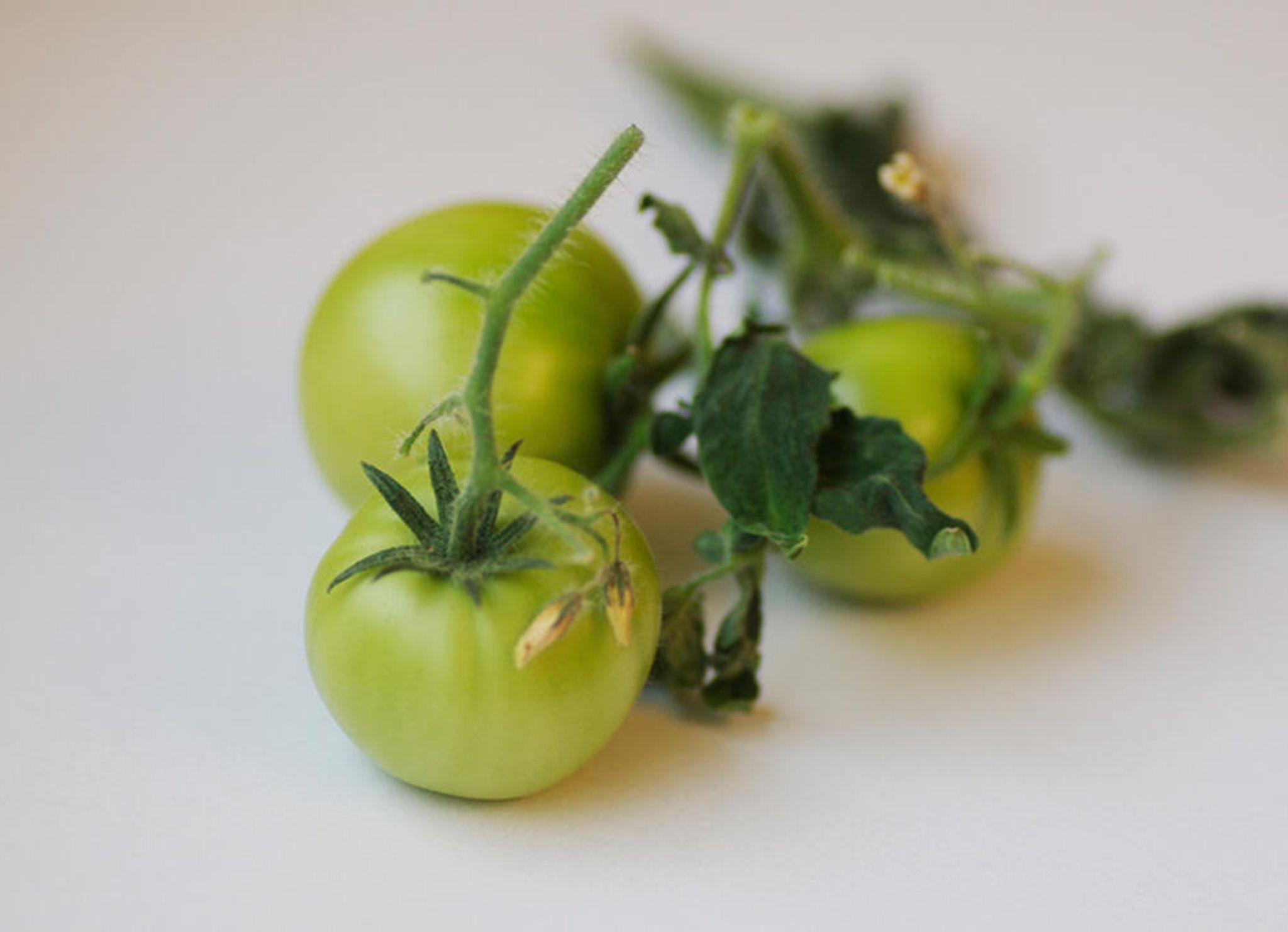 Oppbevar tomatene dine