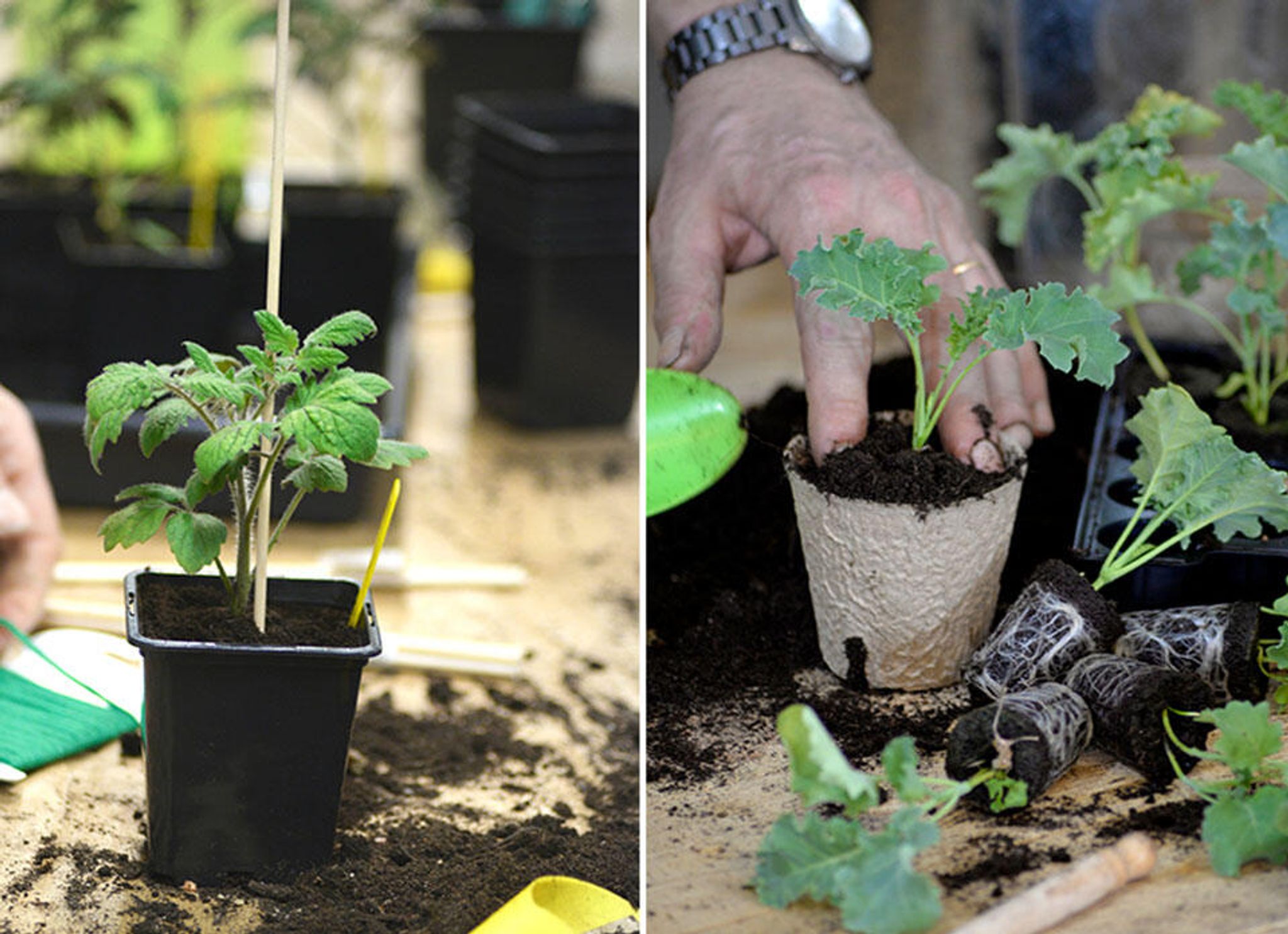 Till vänster: en tomatplanta i en svart kruka. Till höger: en grönkålsplanta i en fiberkruka.