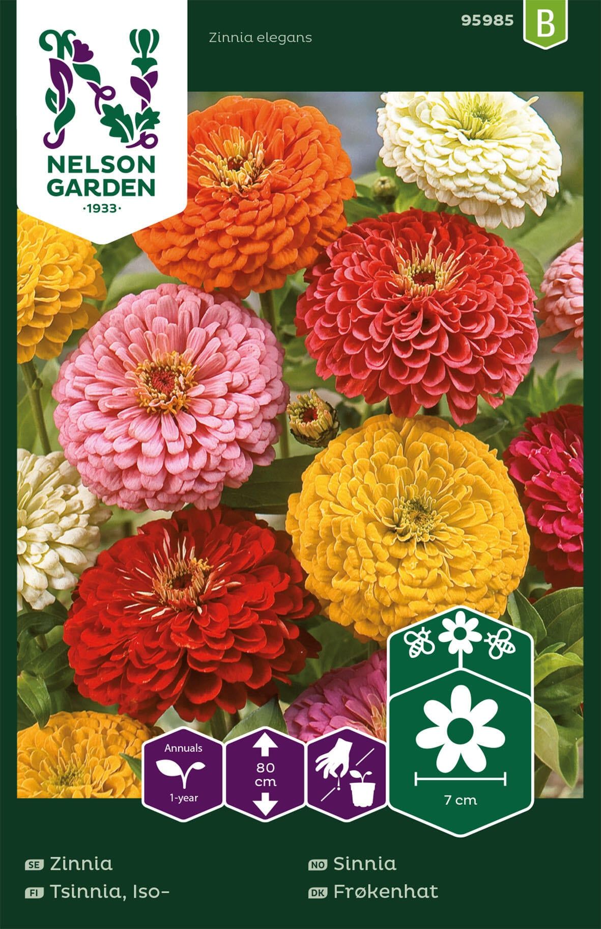 Zinnia 3