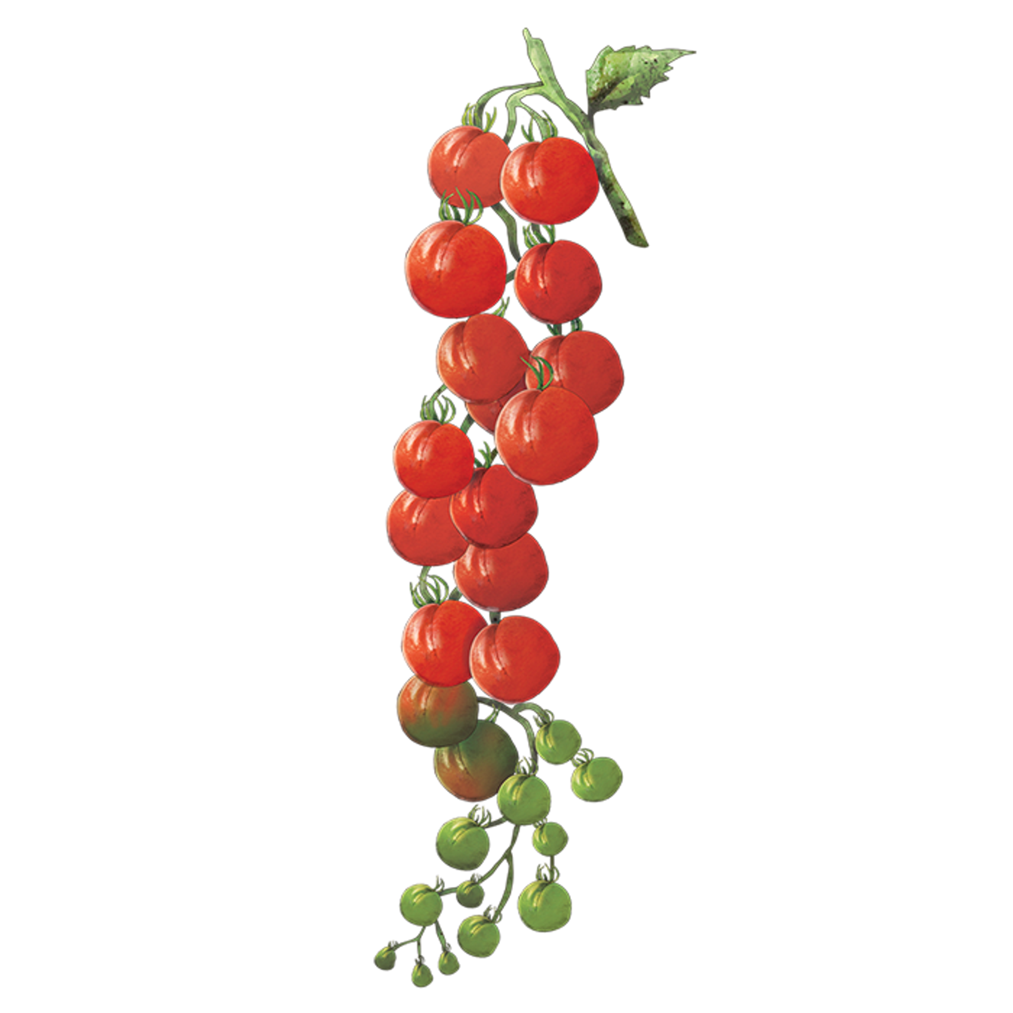 Vinbärstomater