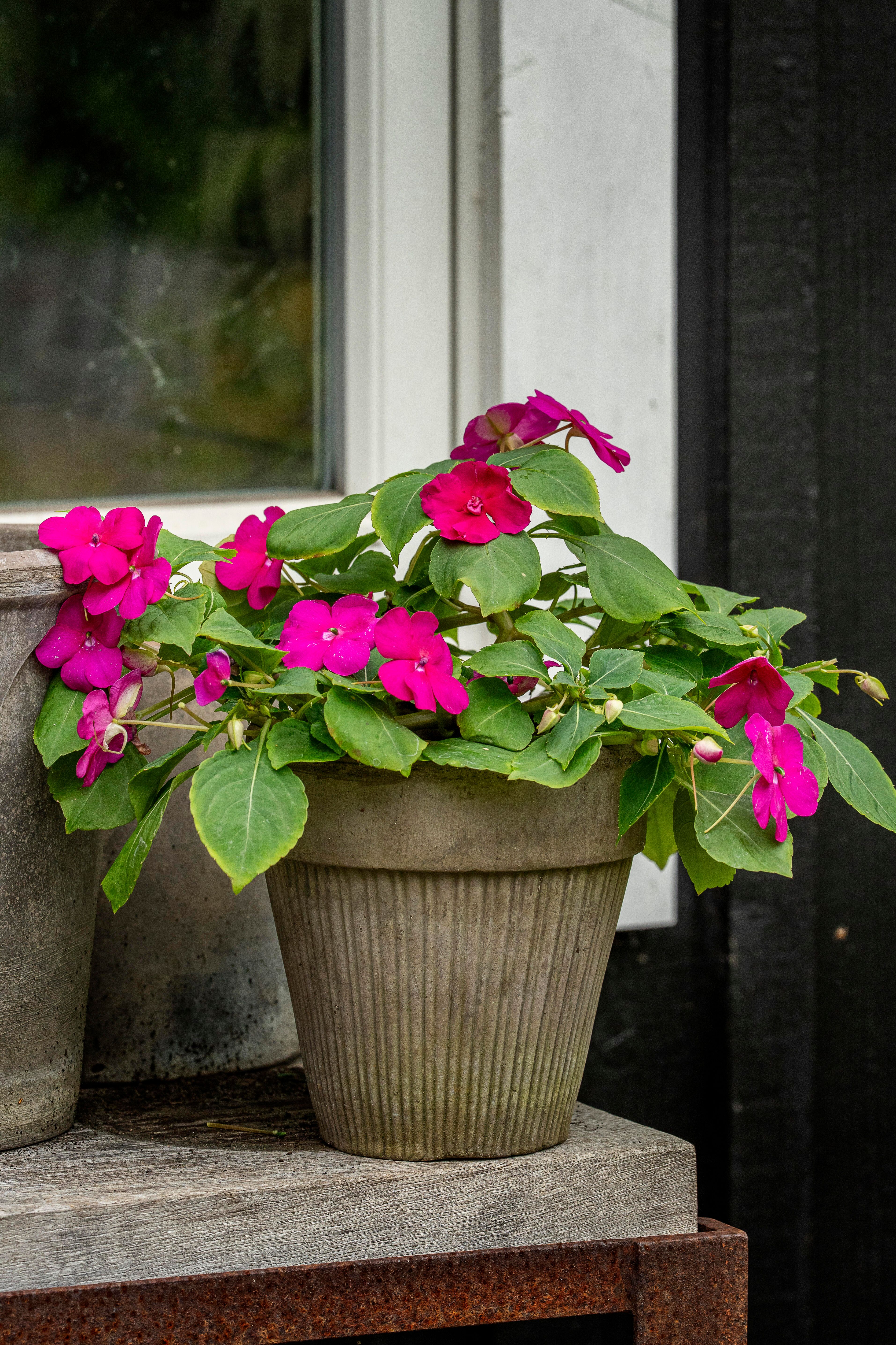 Flitiga Lisa/Impatiens 1