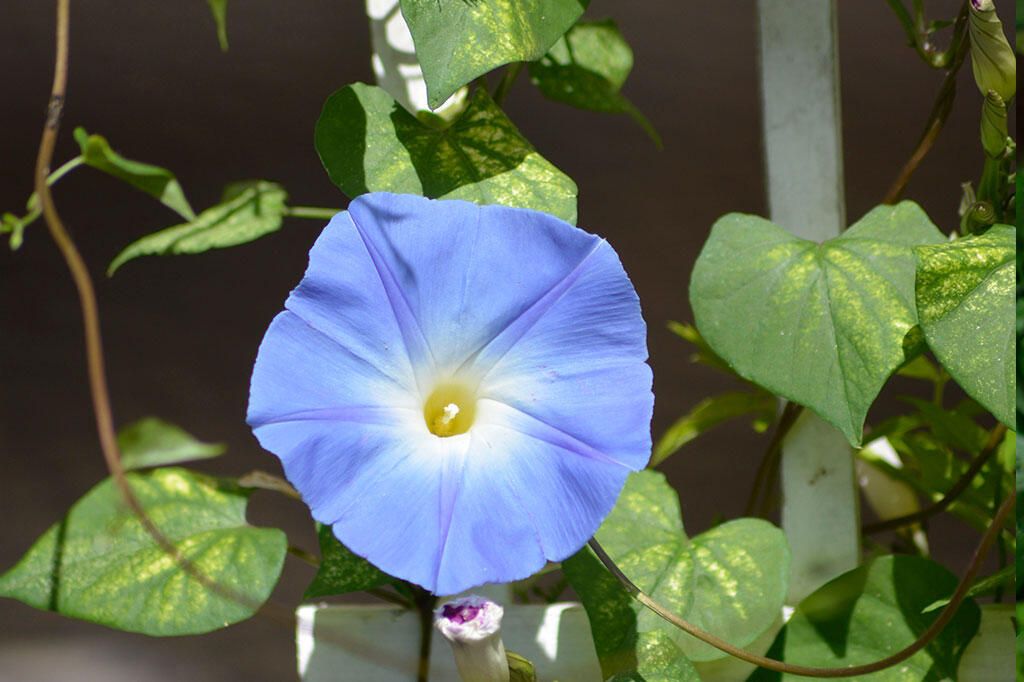 Hvorfor blomstrer ikke plantene mine?