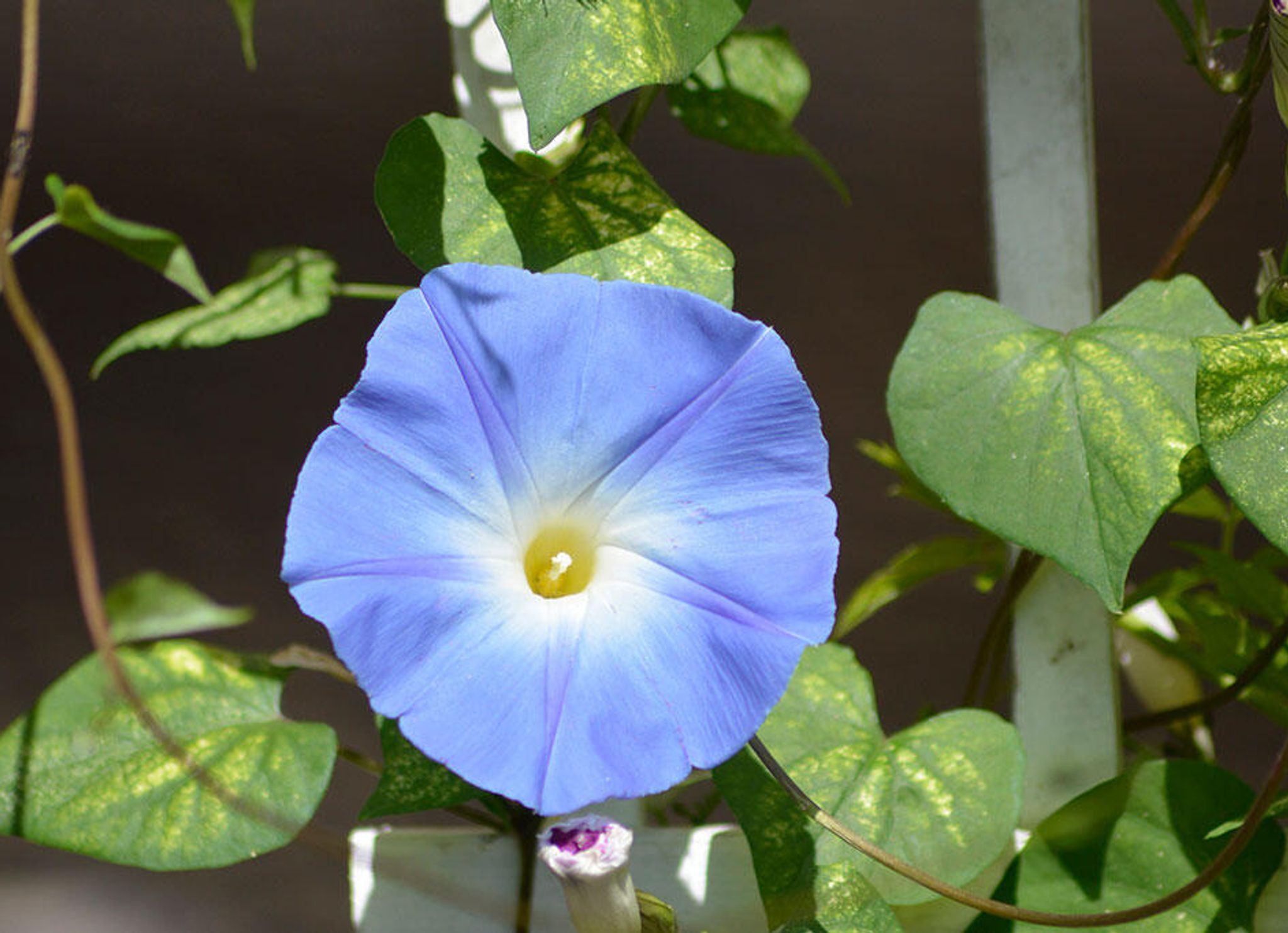 Hvorfor blomstrer ikke plantene mine?