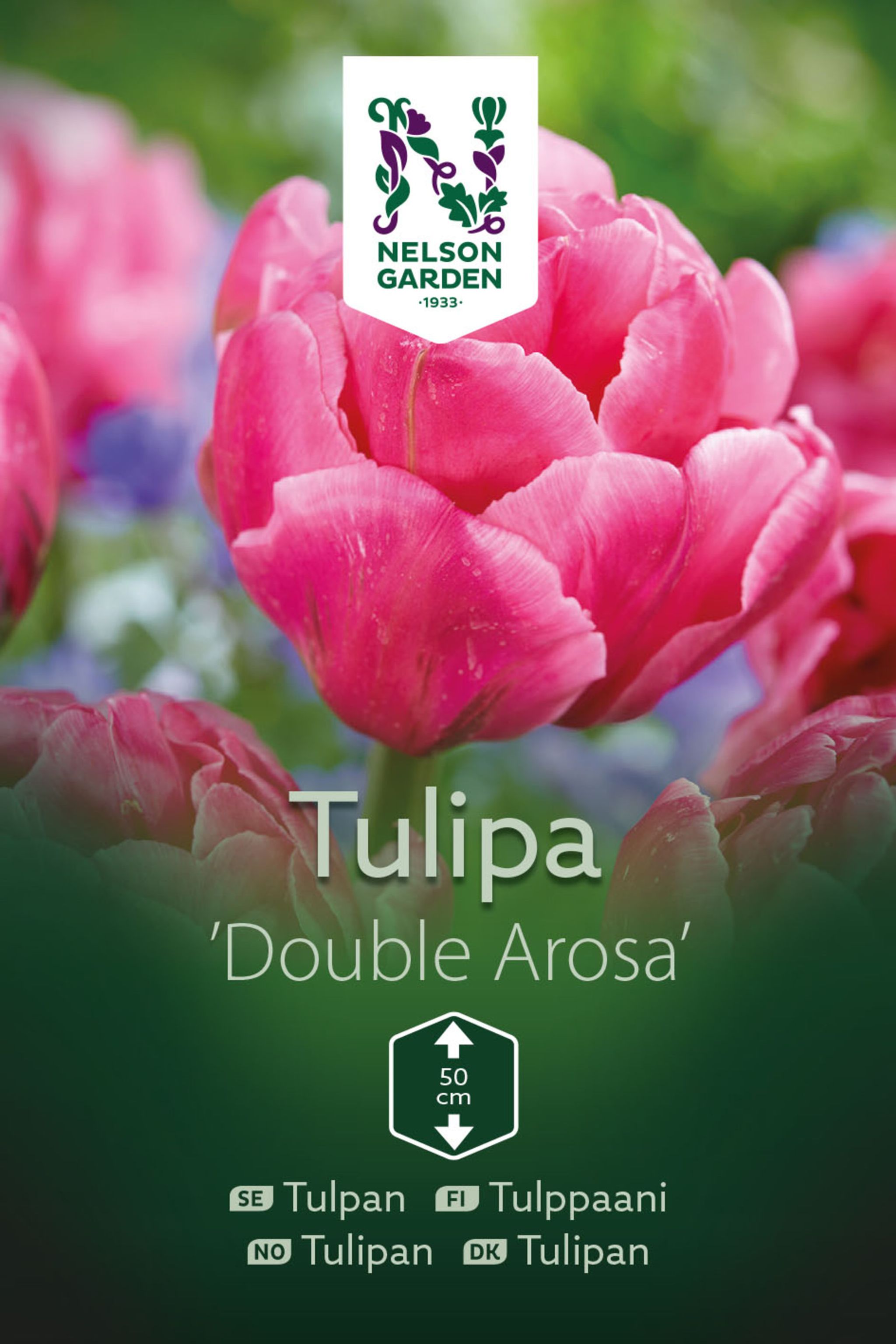 Tulpan, sen fylld