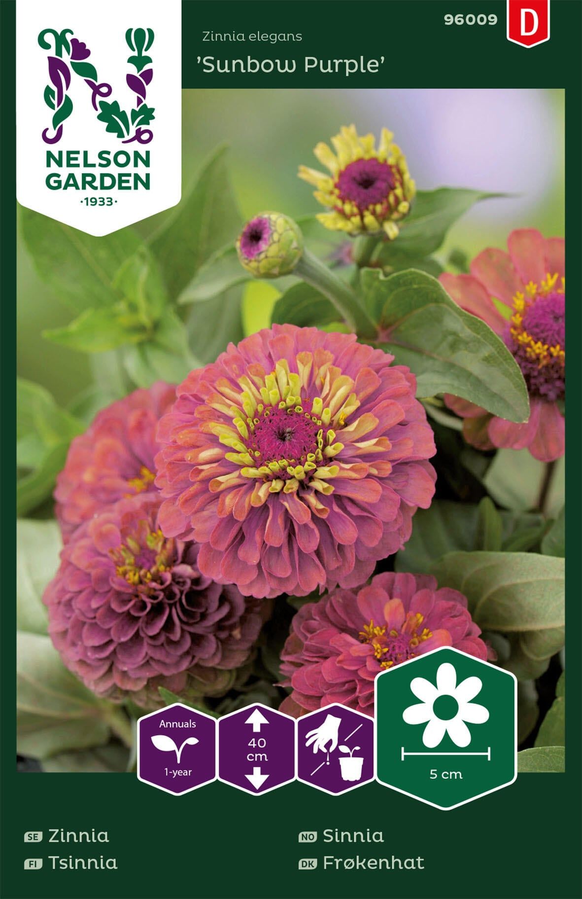 Zinnia 1
