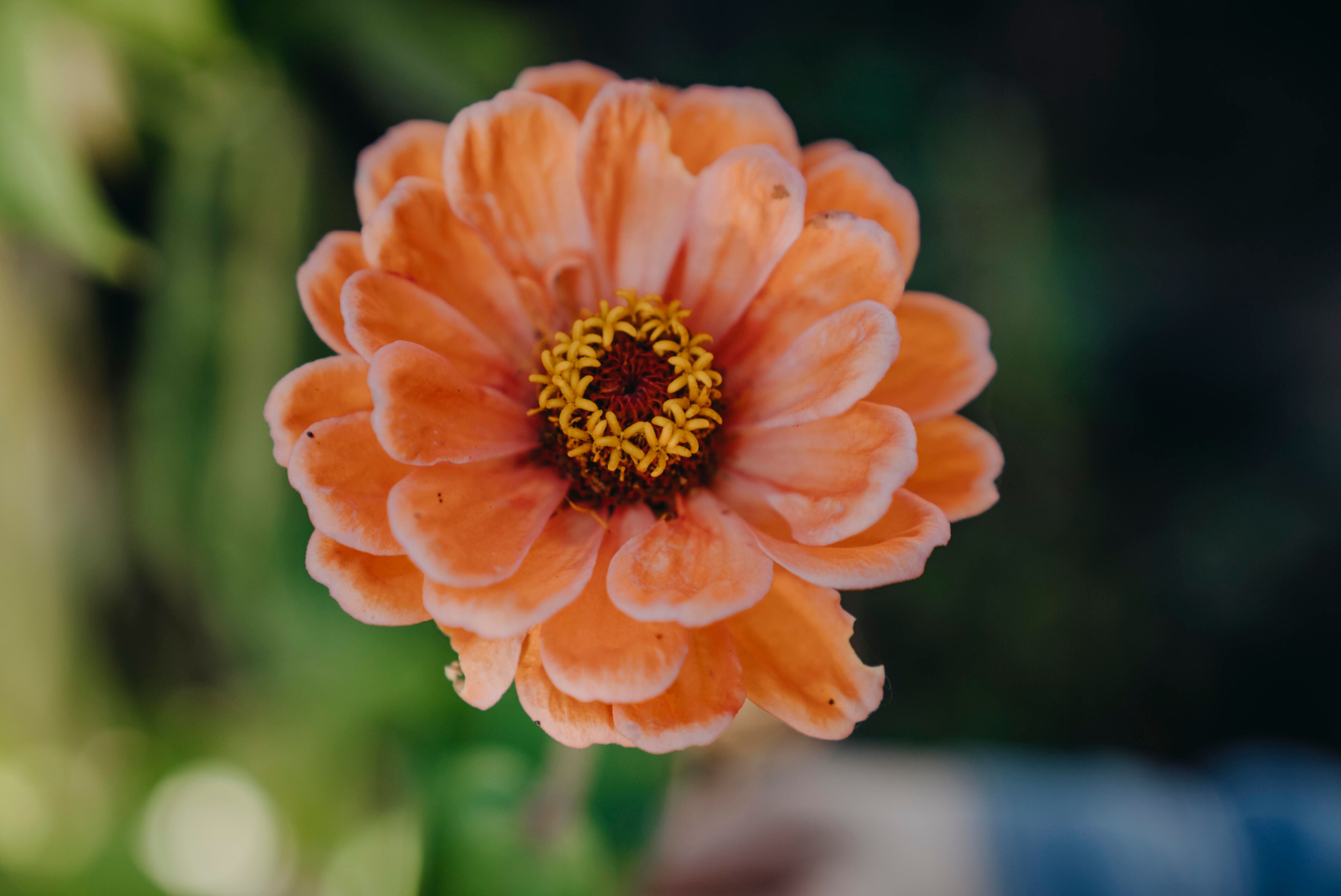 Zinnia 2