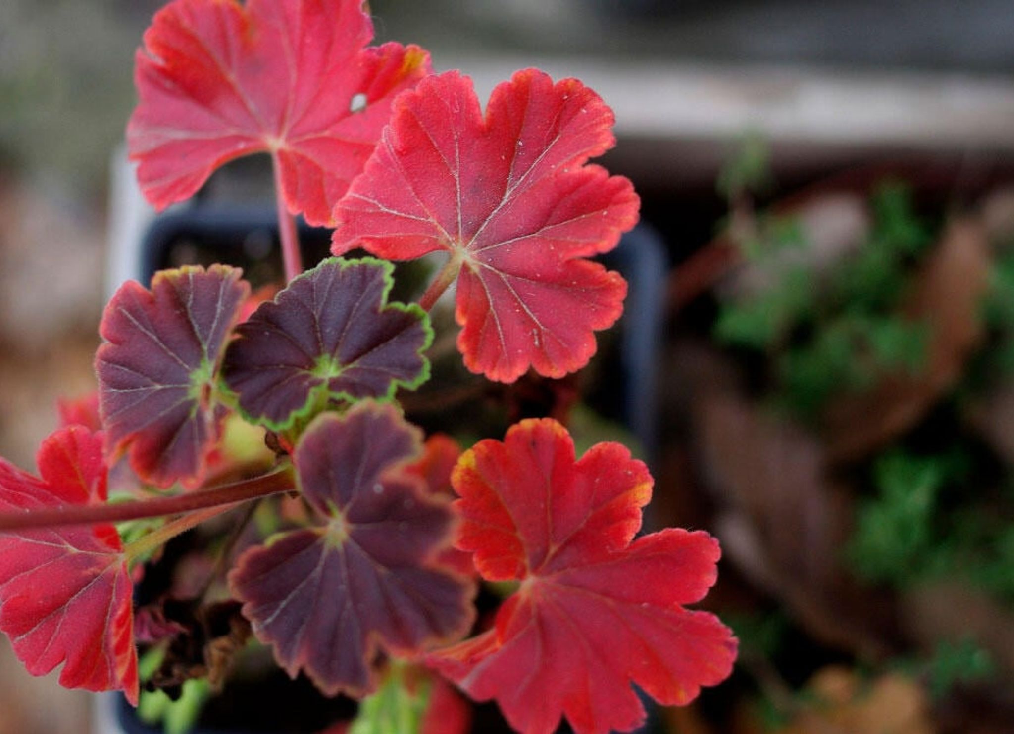 Övervintra pelargoner
