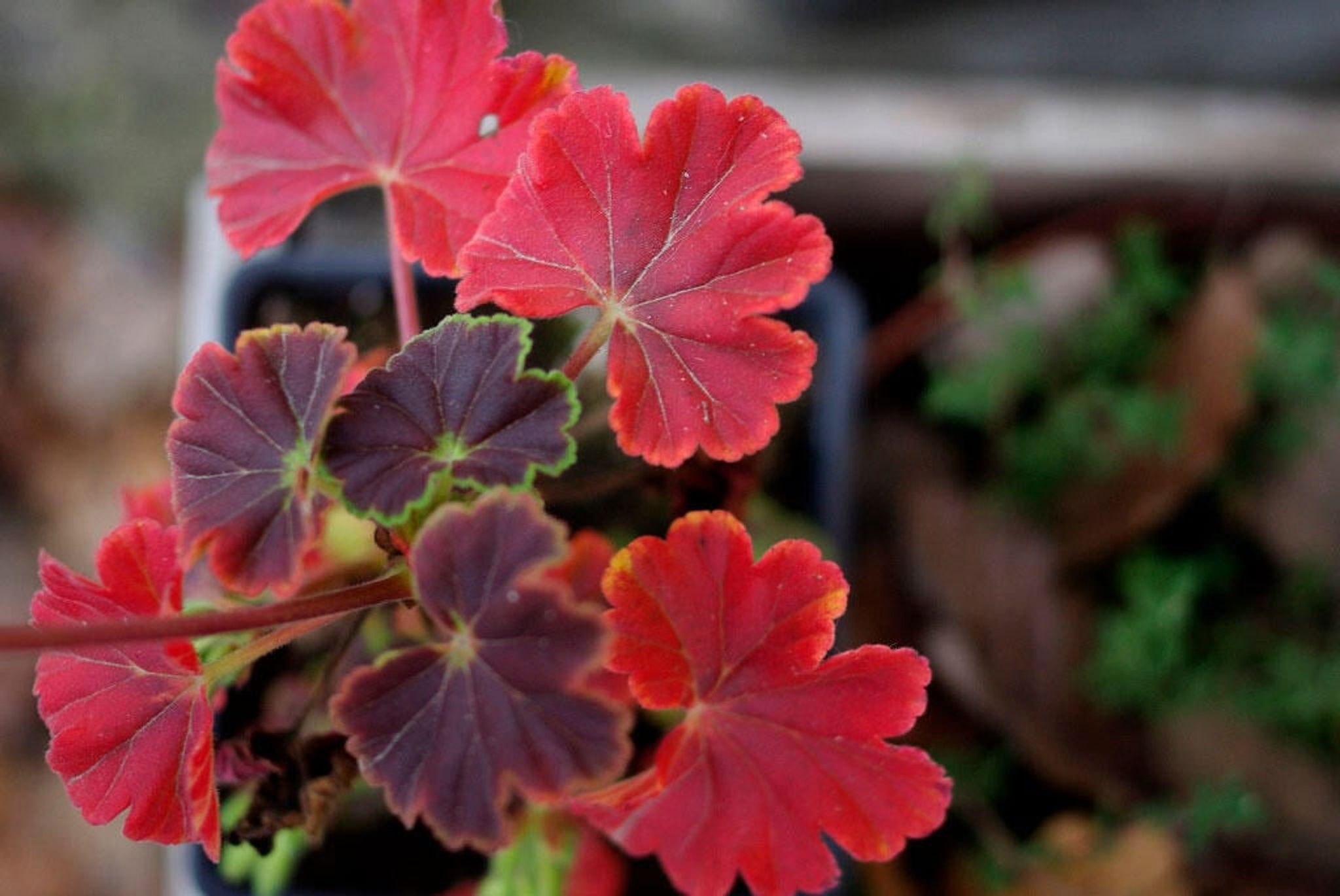 Övervintra pelargoner
