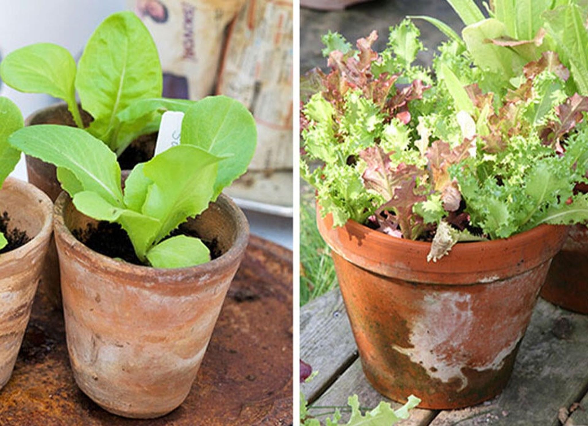 Growing lettuce in a pot