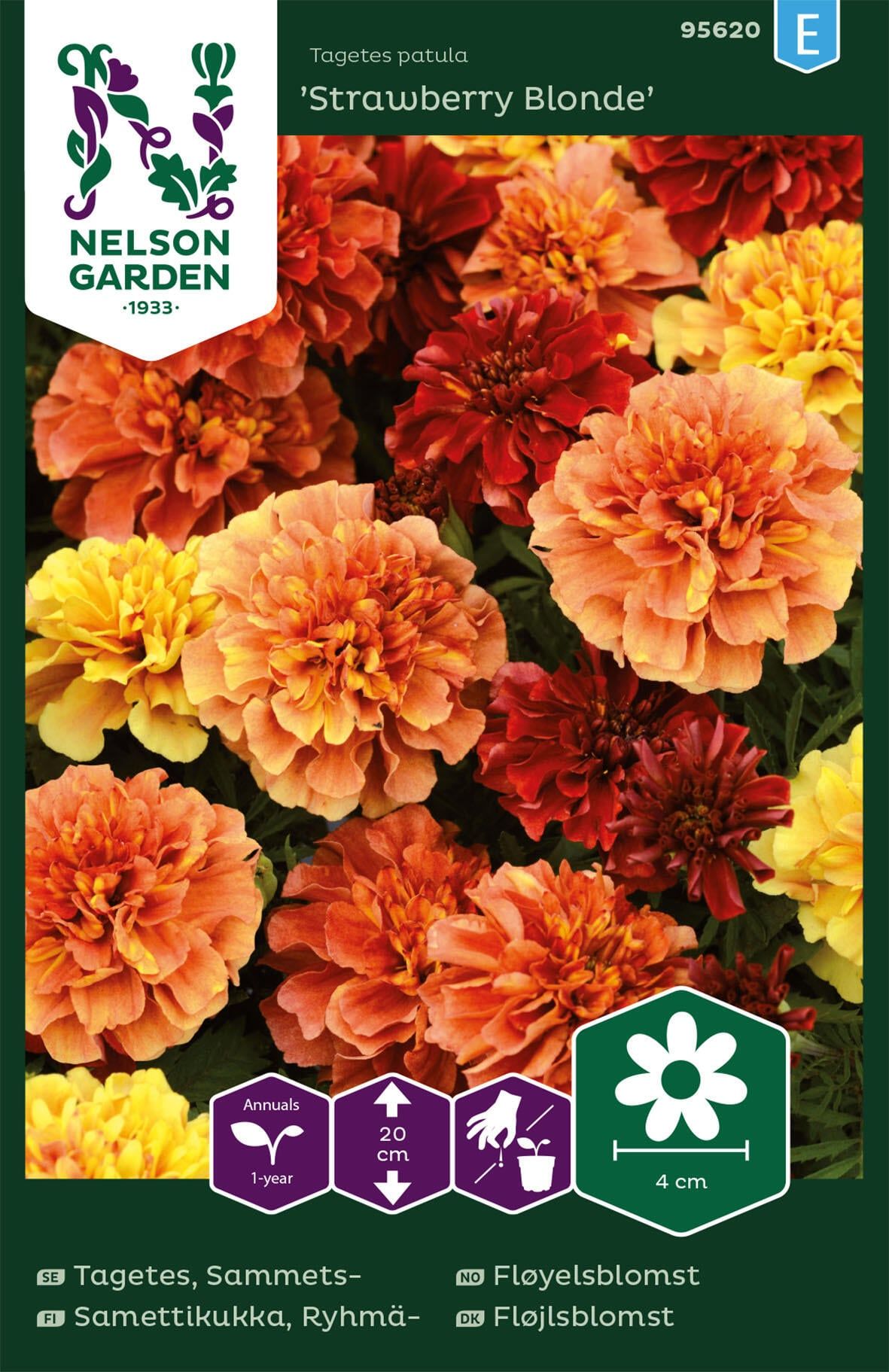 Fløyelsblomst 1