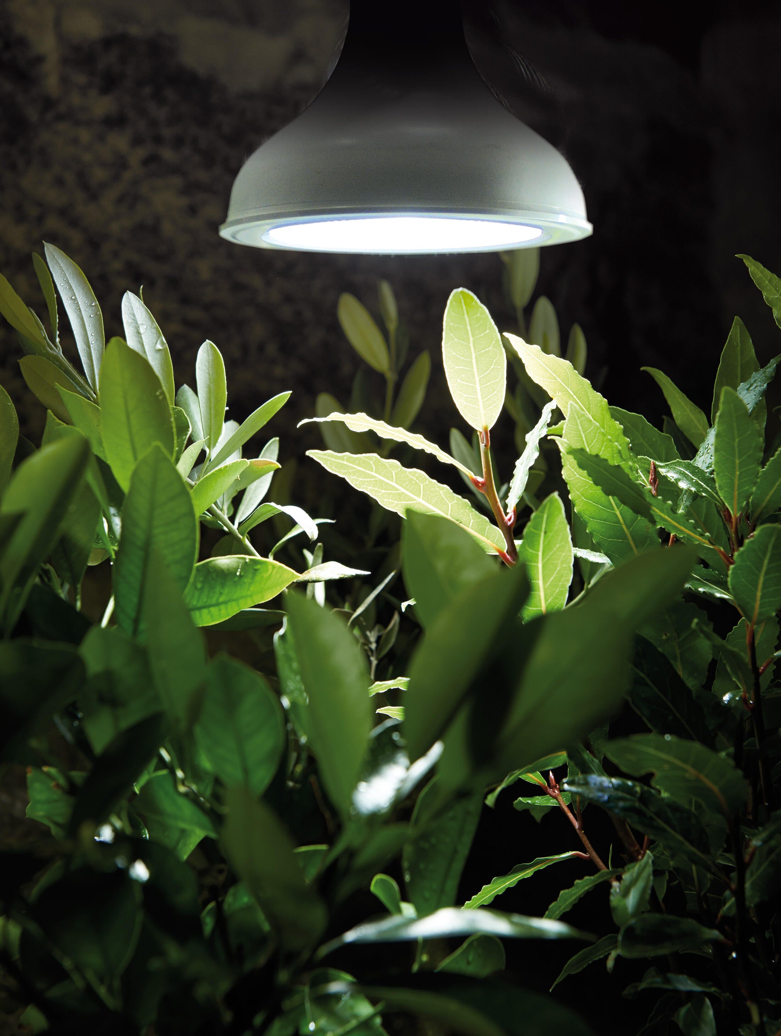 Vækstbelysning LED-lampe E27 2
