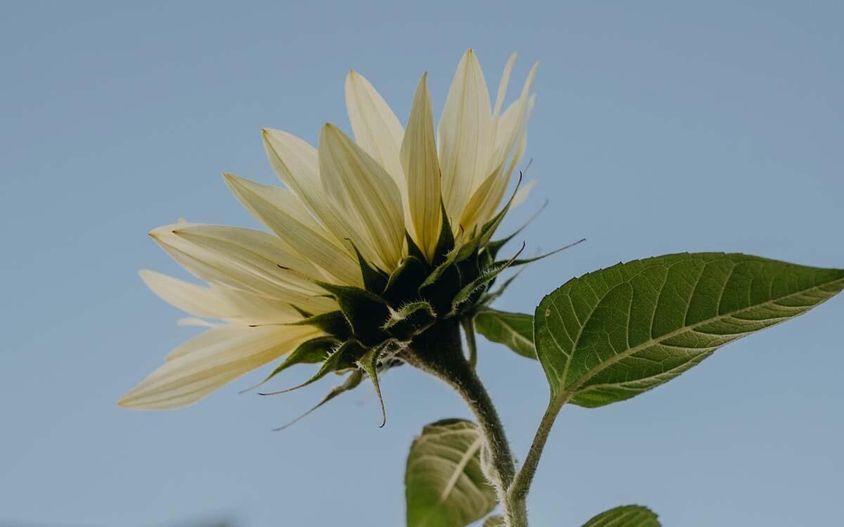 Blomsterfrø