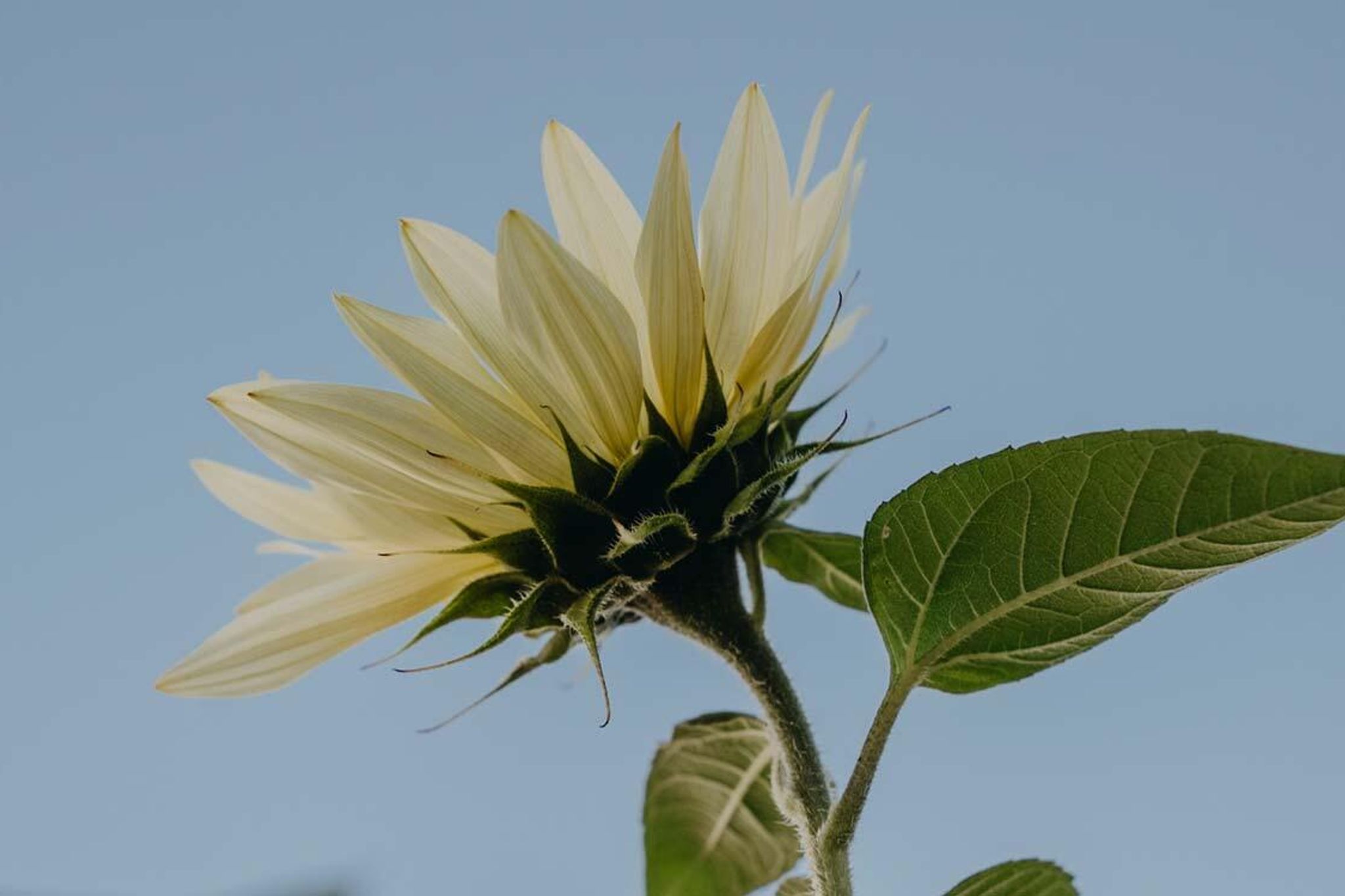 Blomsterfrø
