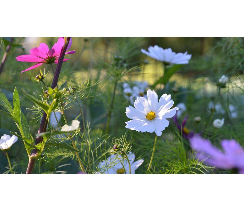 Odla sommarblommor
