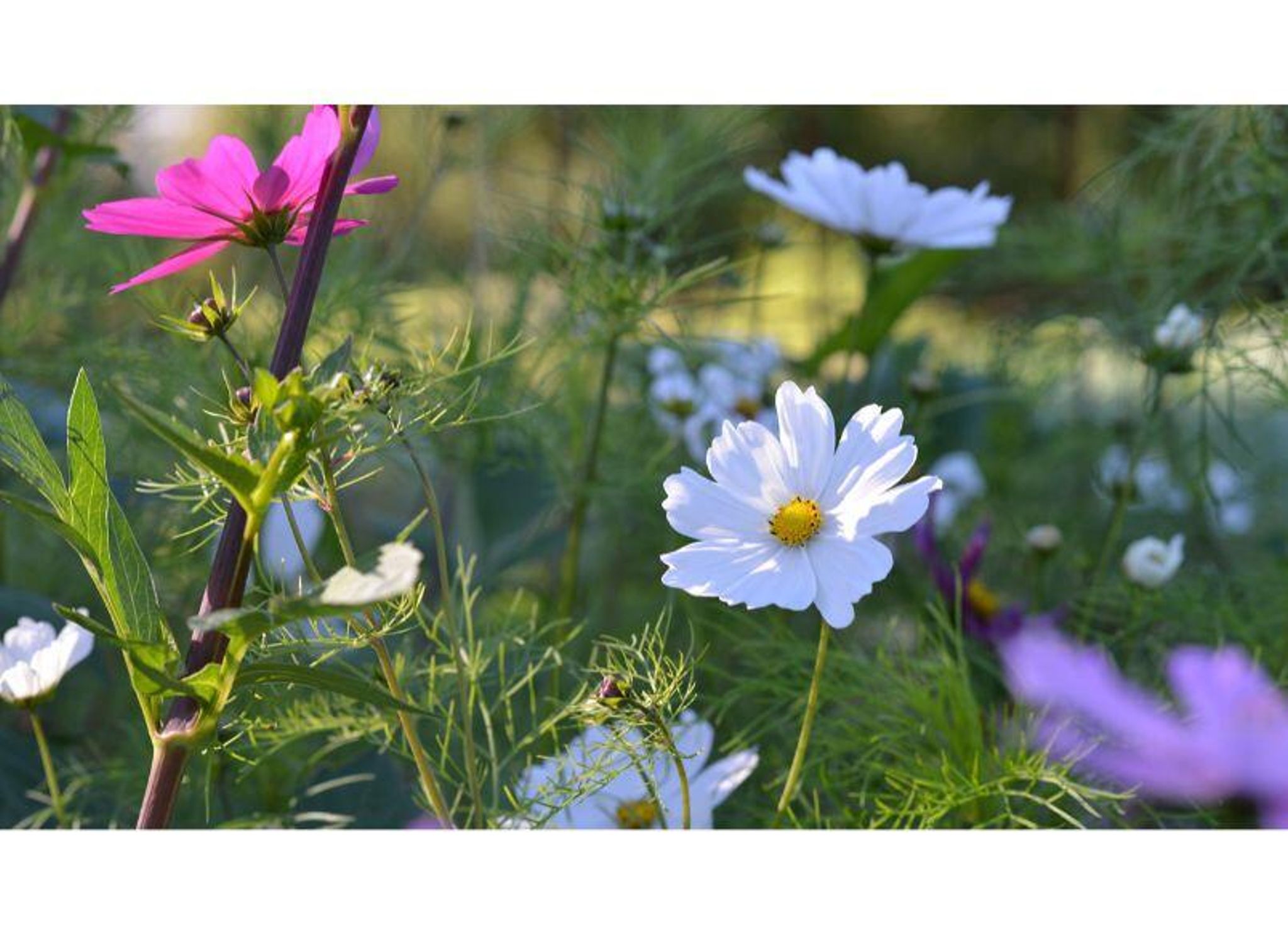Odla sommarblommor