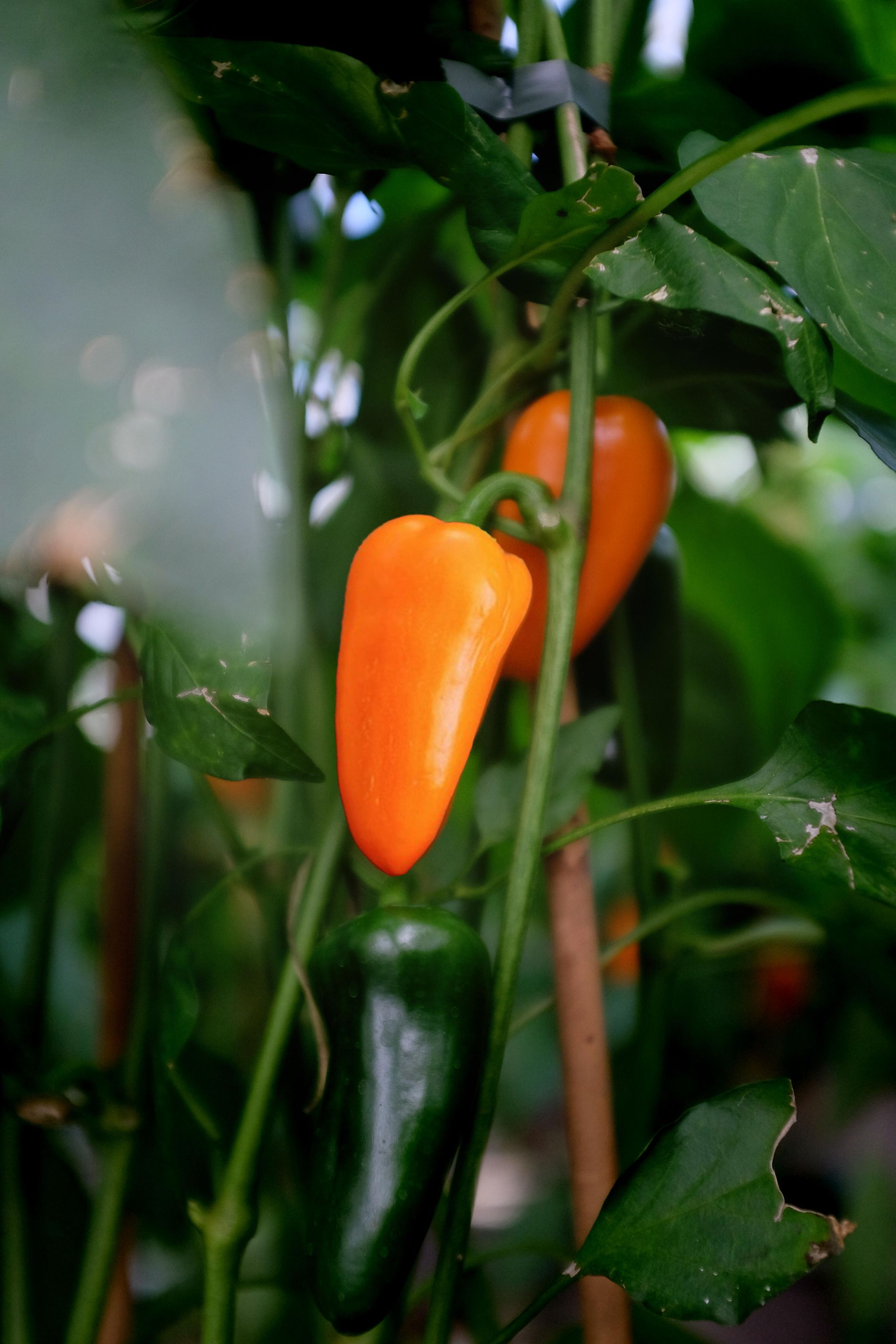 Pottepaprika