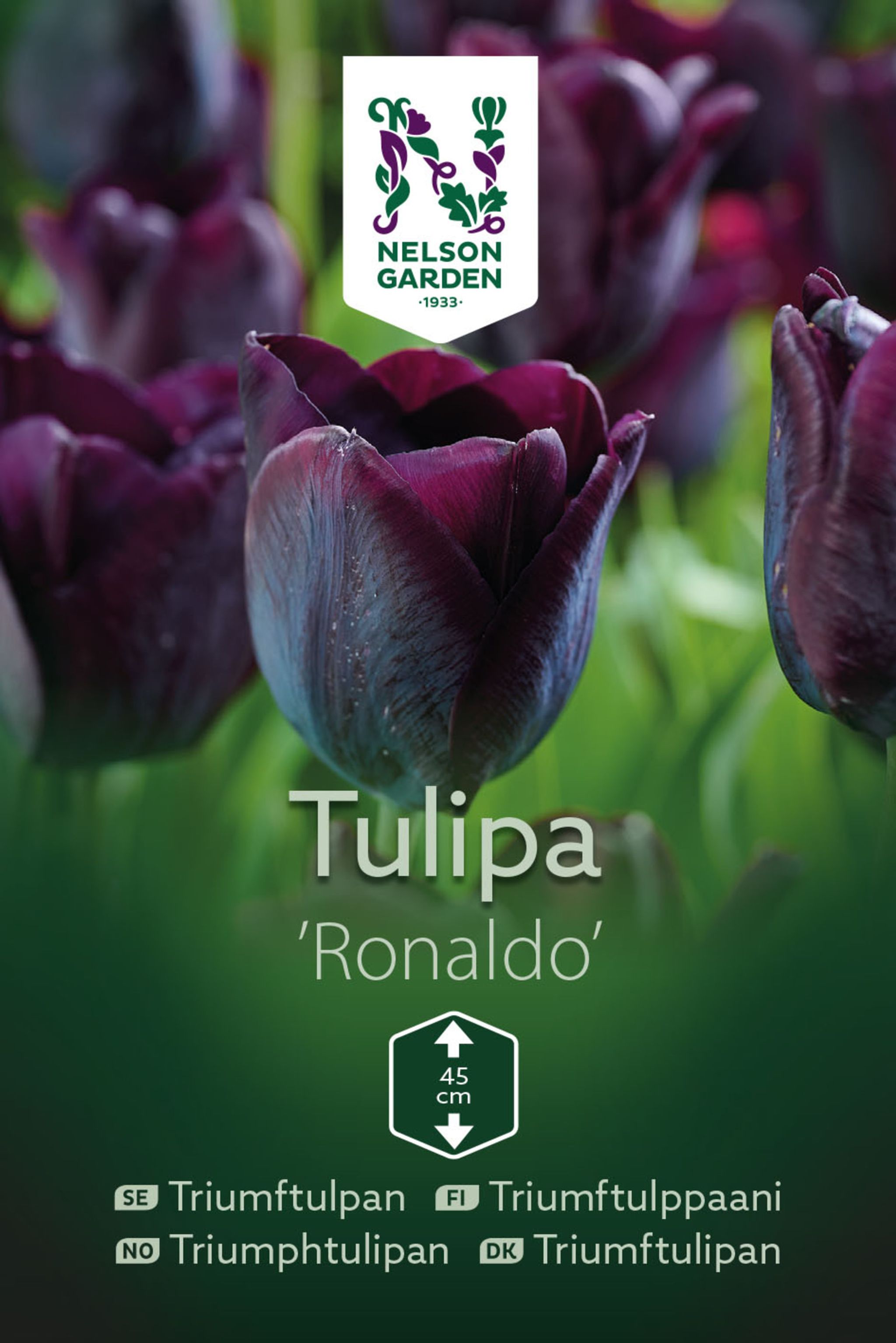 Triumftulpan