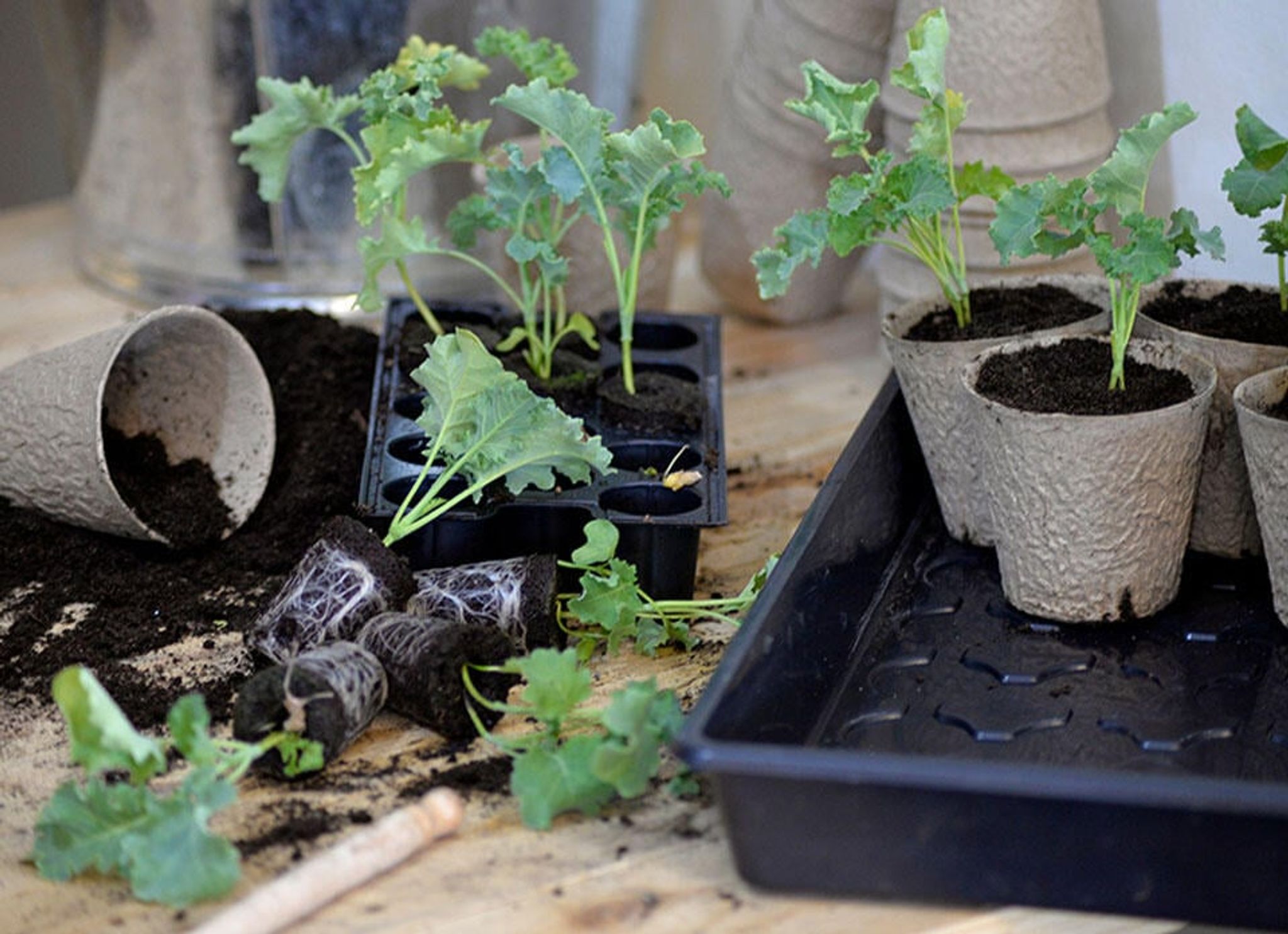 Omplantning