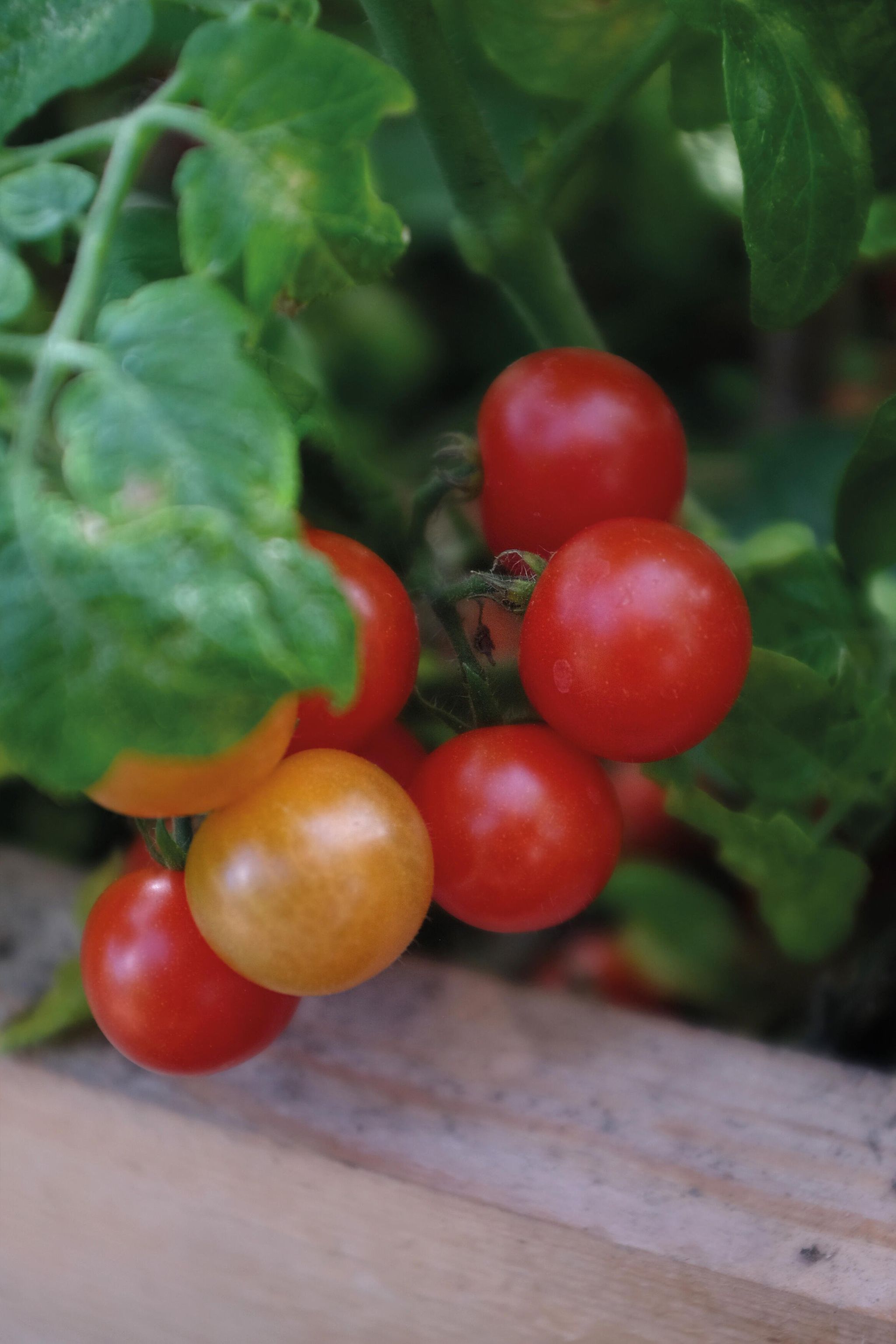 Körsbärstomat