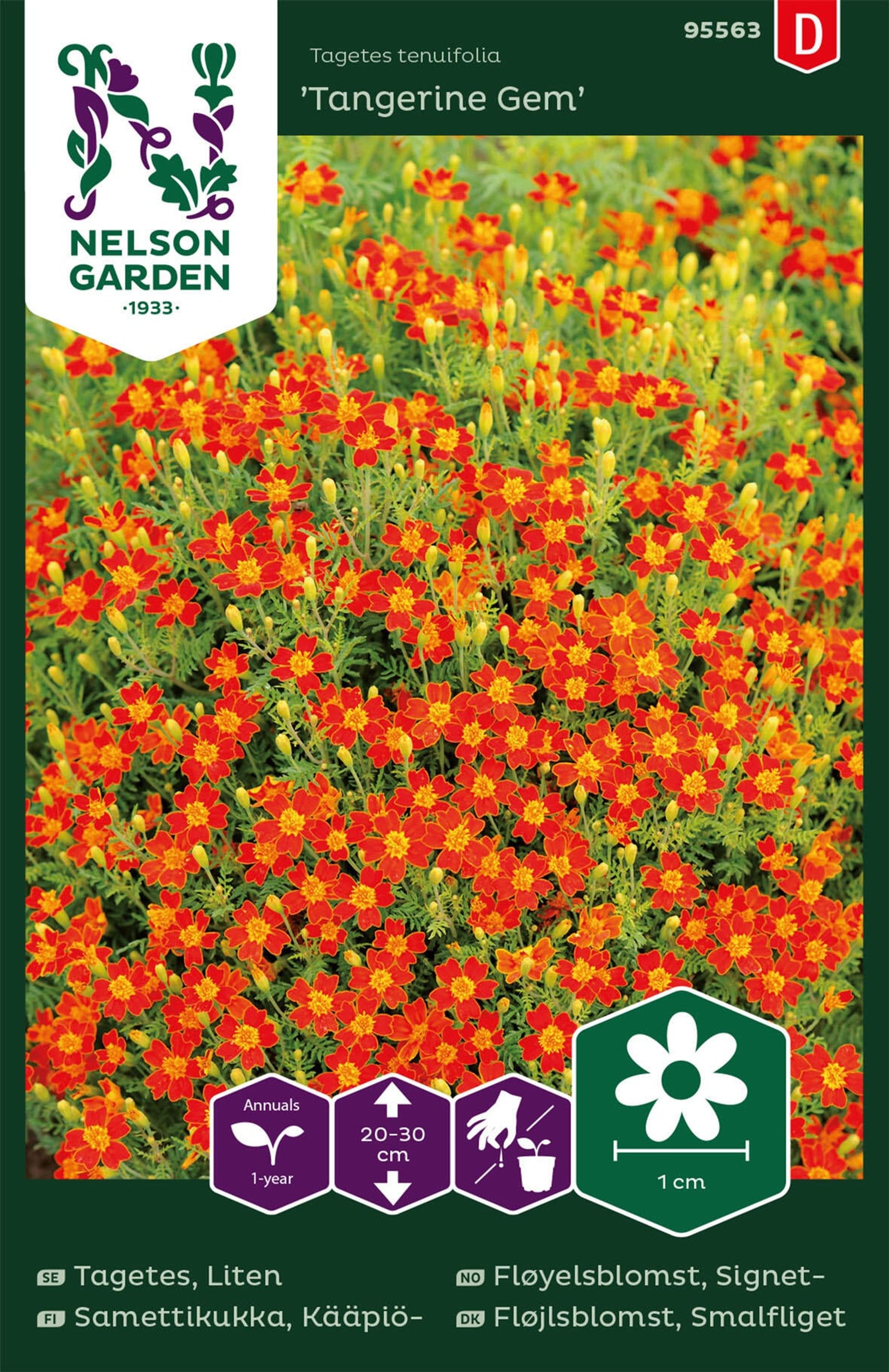 Smalfliget fløjlsblomst