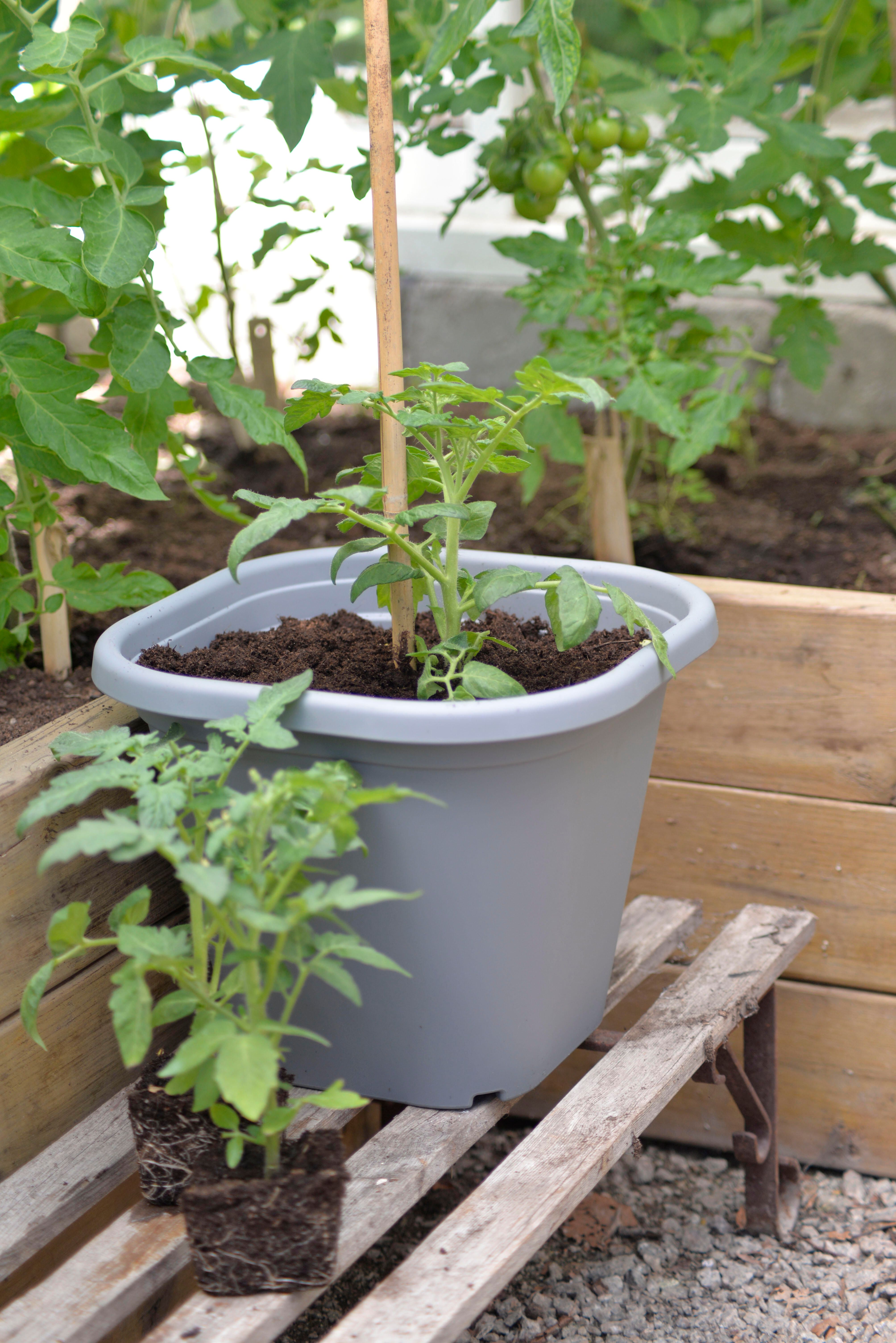 Tomatpotte med vandbeholder 3