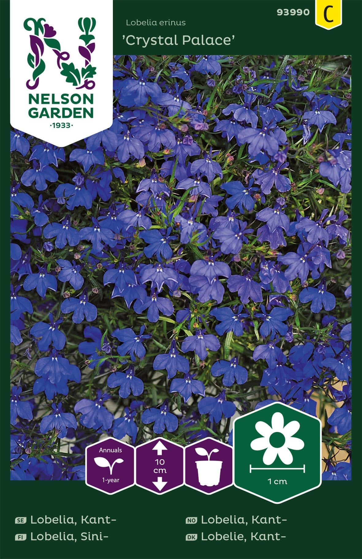 Kantlobelia 1