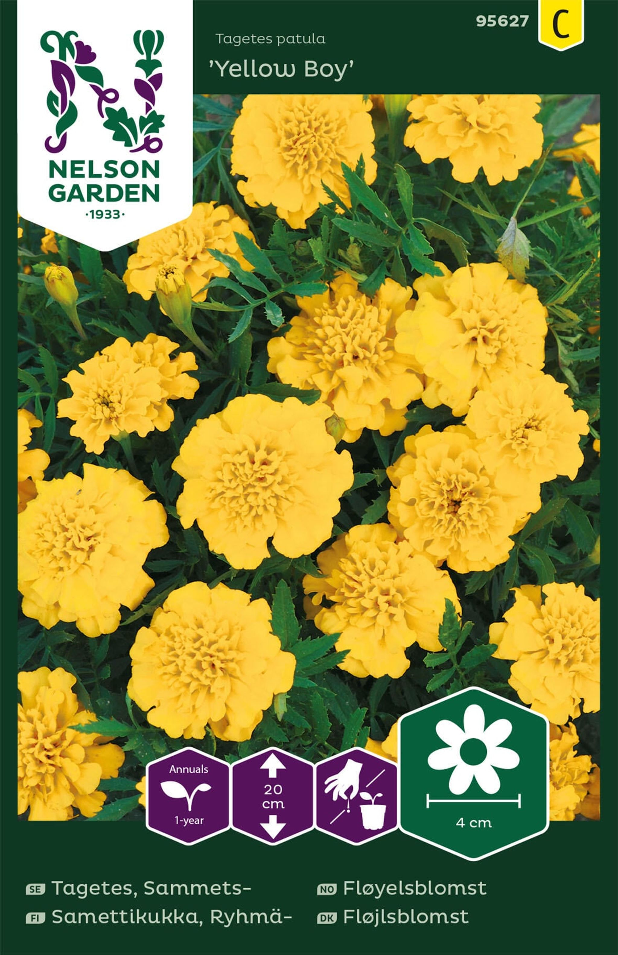 Udspærret fløjlsblomst